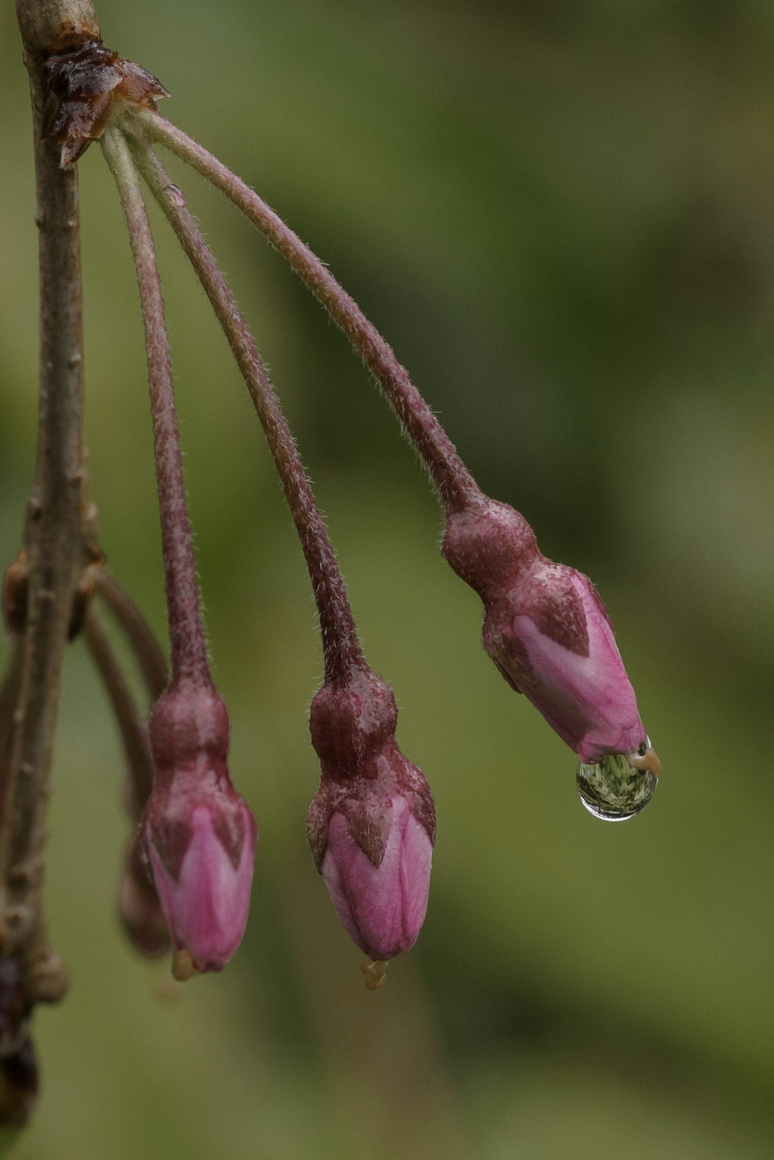 Acercamiento de botones de flores rosas con una gota de agua