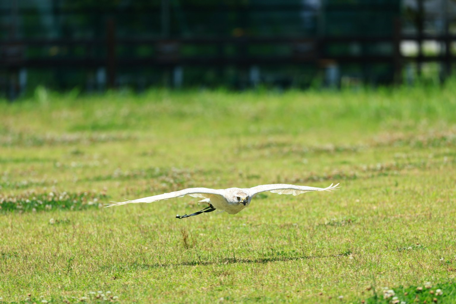 Ein weißer Vogel fliegt über ein grünes Feld