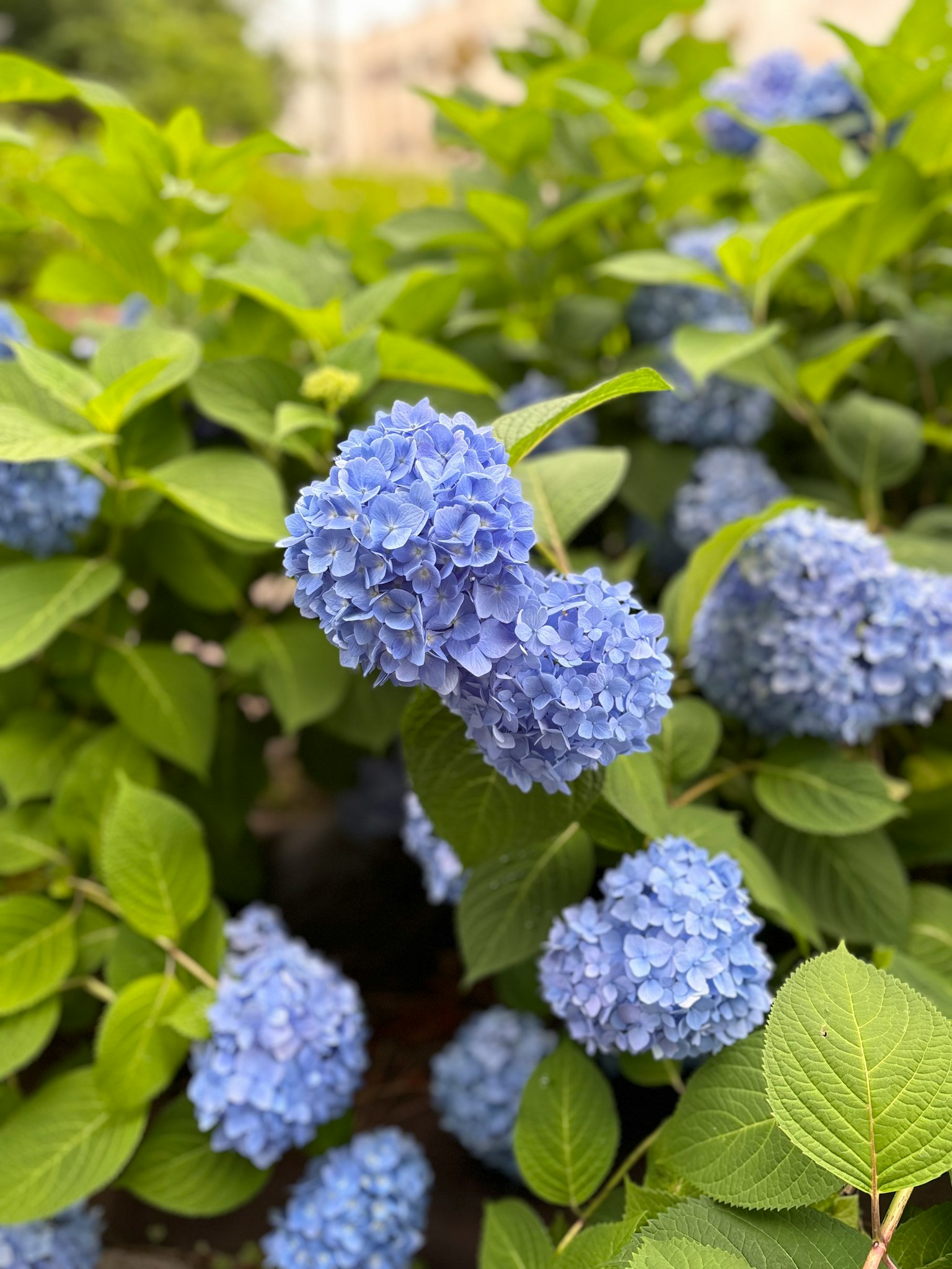ดอกไฮเดรนเยียสีน้ำเงินล้อมรอบด้วยใบเขียว