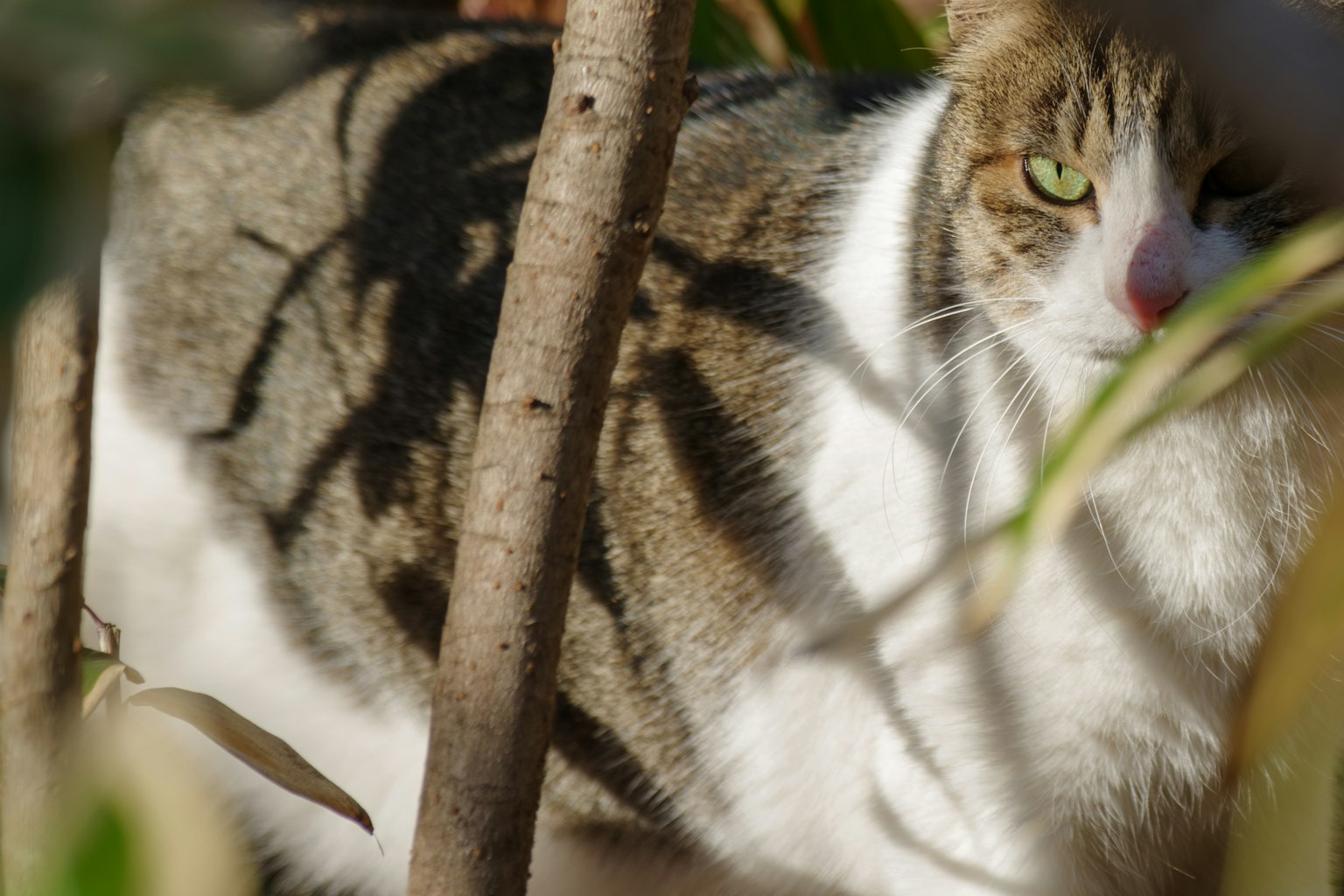 Kucing putih dan abu-abu yang sebagian tersembunyi di antara cabang-cabang pohon