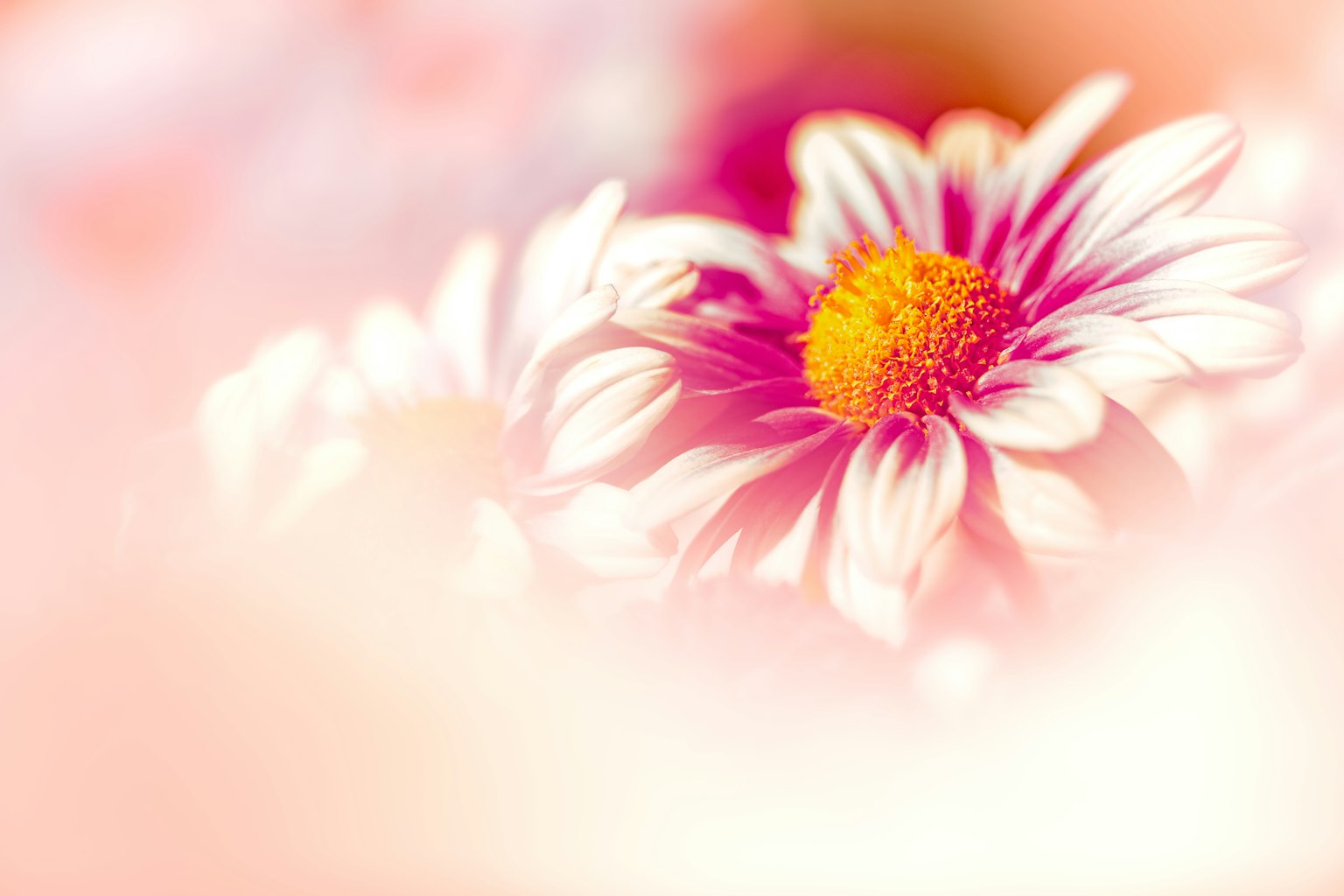 Close-up of white flowers with pink hues in the background Bright orange center is prominent