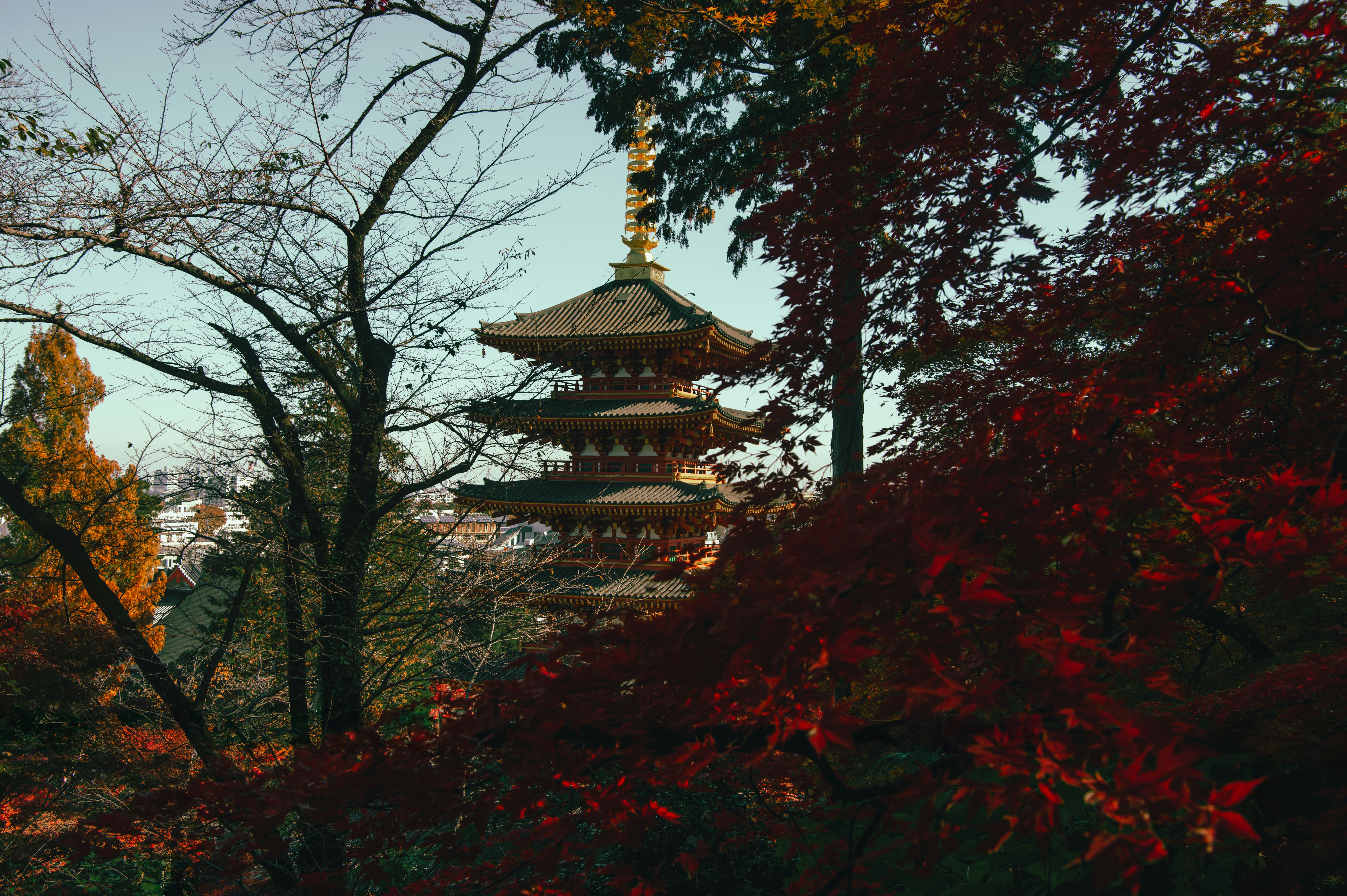 枫叶林荫道与多层寺庙宝塔