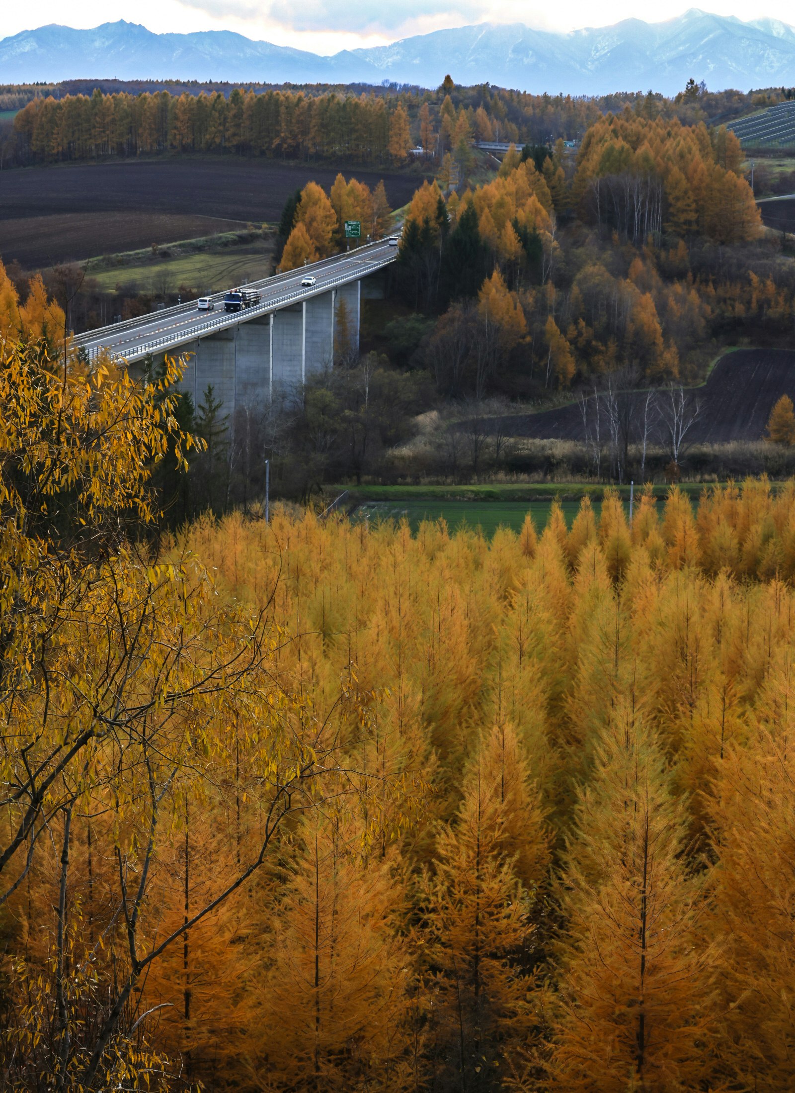秋の渓谷を走る高架橋と紅葉の森の風景
