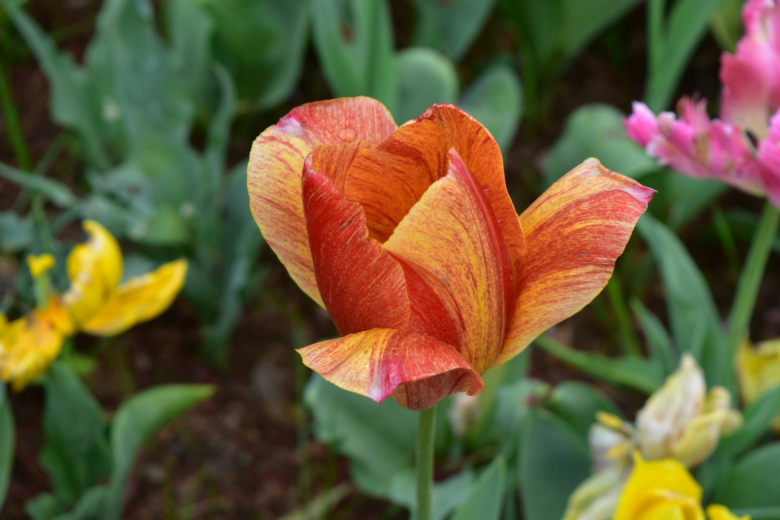 Tulip oranye dan merah cerah mekar di antara berbagai bunga