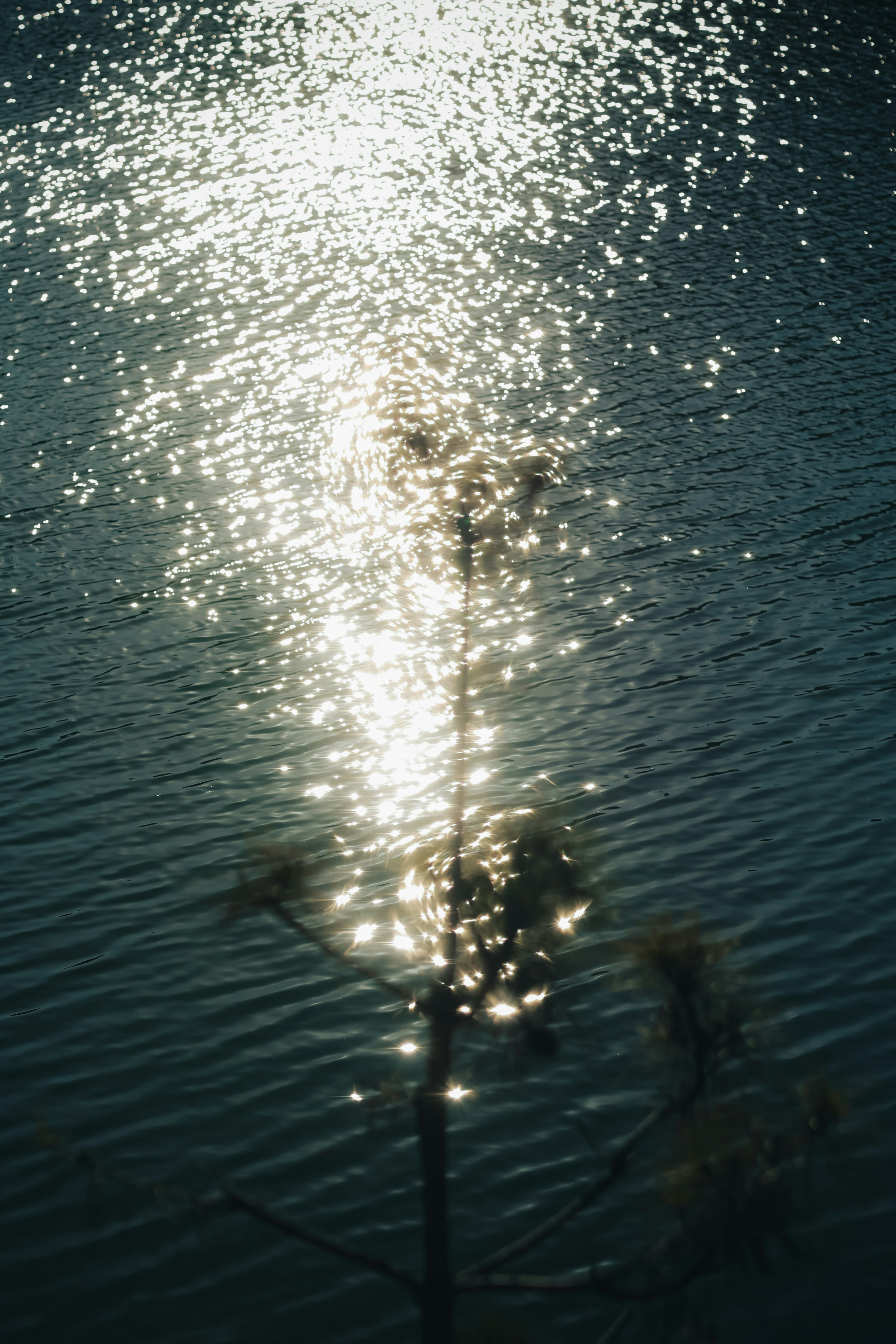 傾いた夕陽が小さな池の水面に反射し、一本の枯れ木と重なる静かな風景