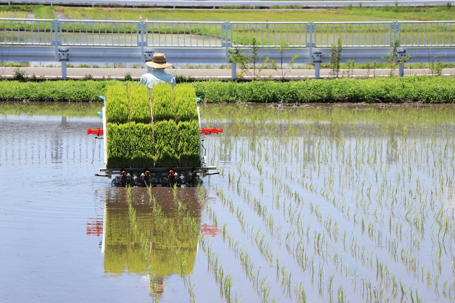 Person planting rice in a flooded field with green seedlings reflecting in the water