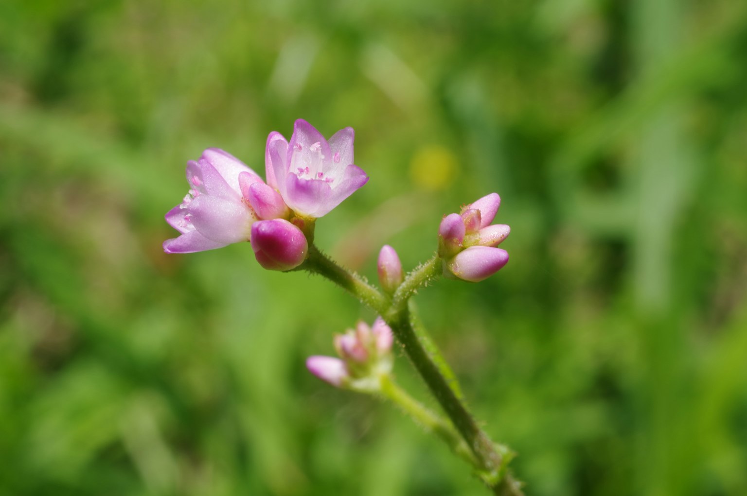 Un gruppo di piccoli fiori rosa su uno sfondo verde