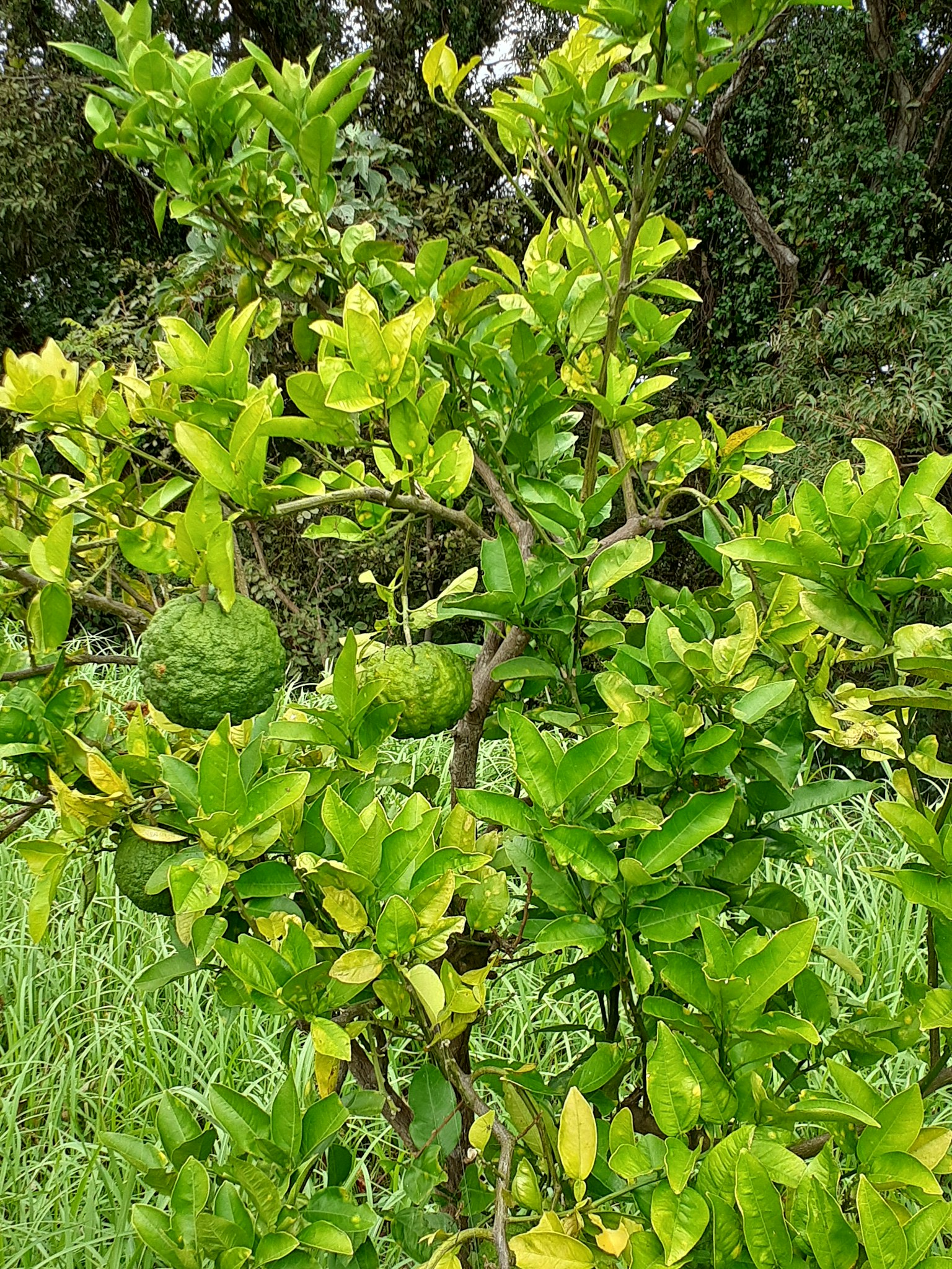 Rama de un árbol con hojas verdes y frutas
