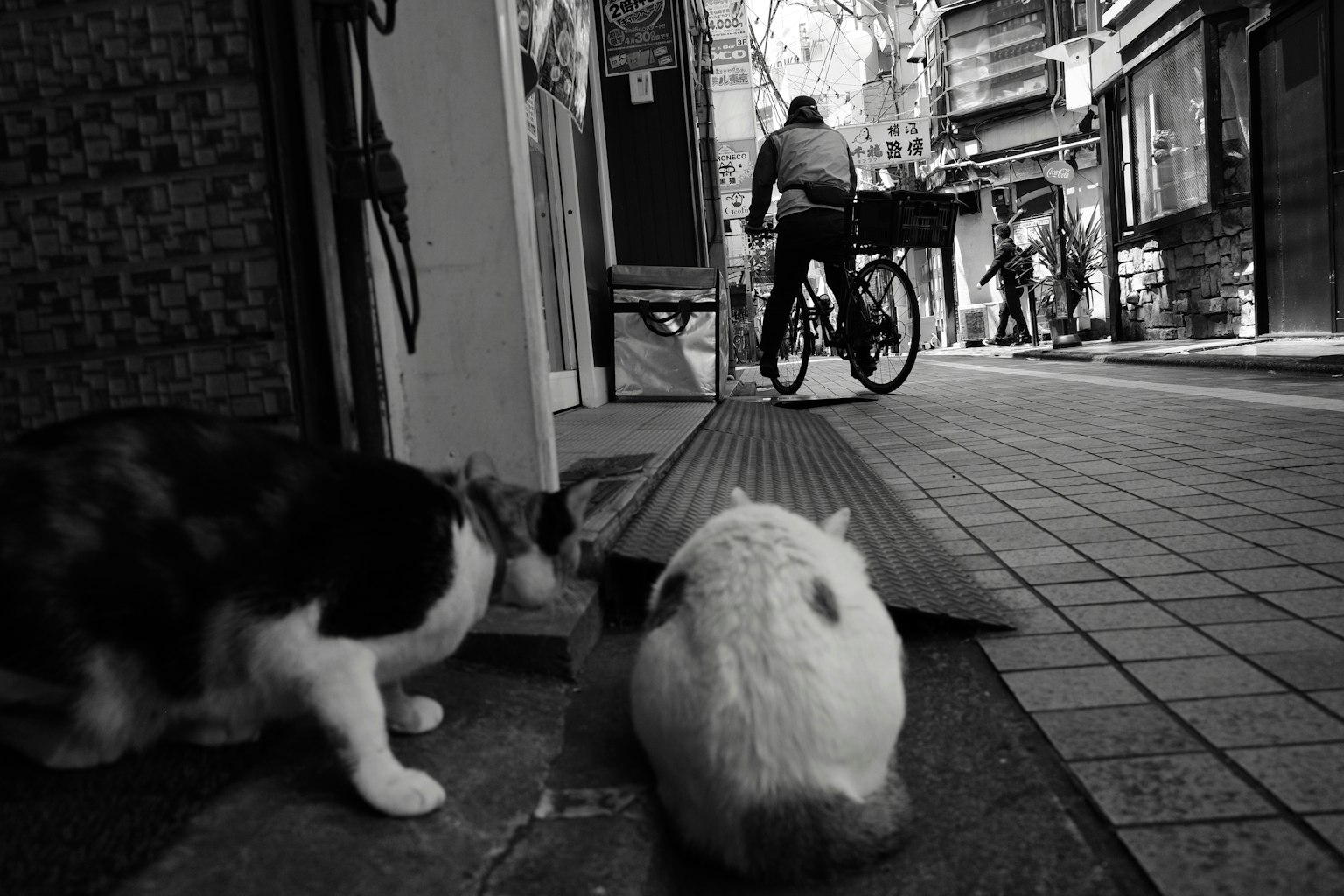 Un gatto e un coniglio che osservano la strada in una scena in bianco e nero