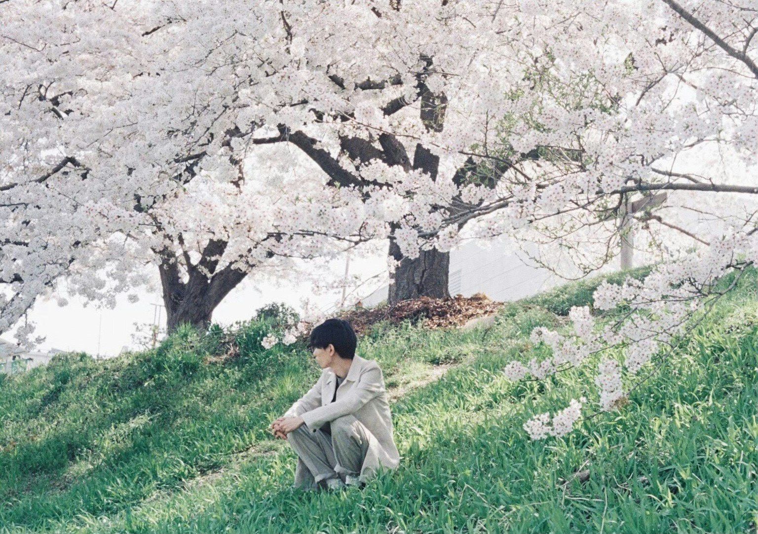 Un uomo seduto tranquillamente sotto un albero di ciliegio in fiore