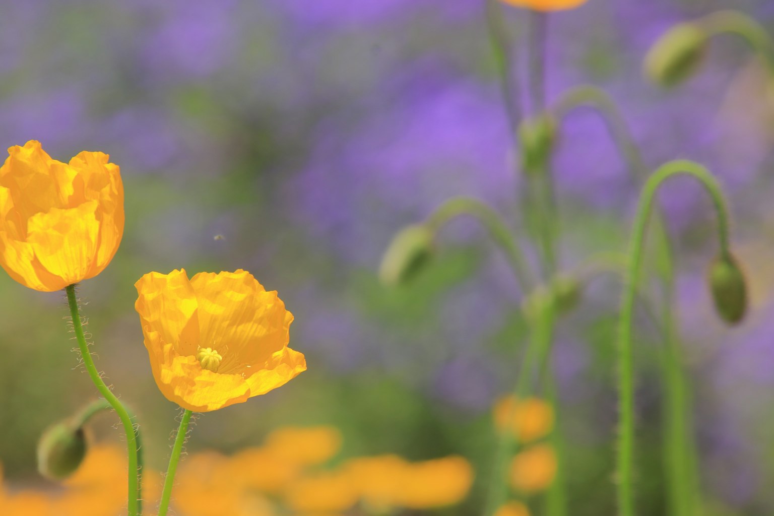 Flores amarillas vibrantes con un suave fondo púrpura