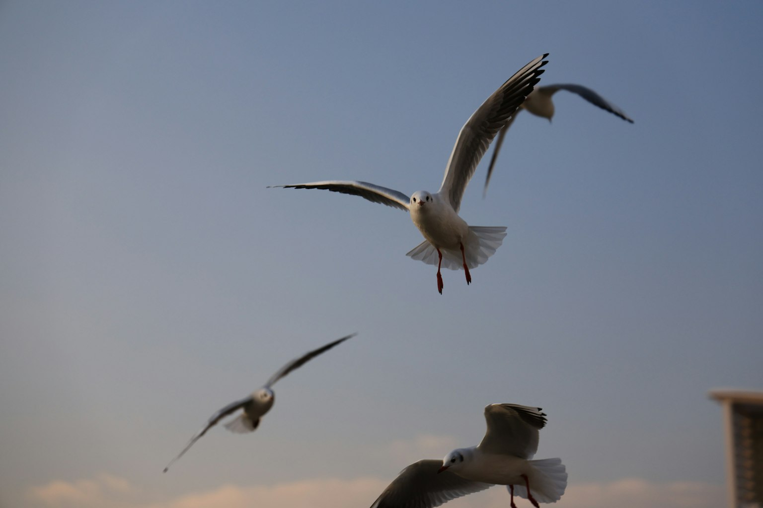 Eine Gruppe von Möwen, die vor einem blauen Himmel fliegen