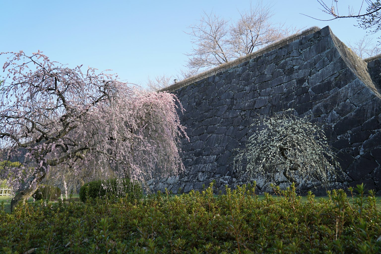 Malersiche Aussicht mit Kirschblütenbäumen und einer alten Steinmauer