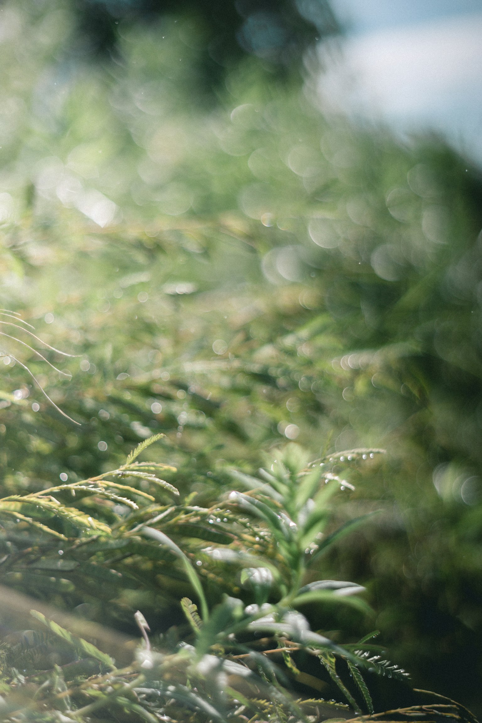 Gros plan de feuillage vert luxuriant avec flou doux