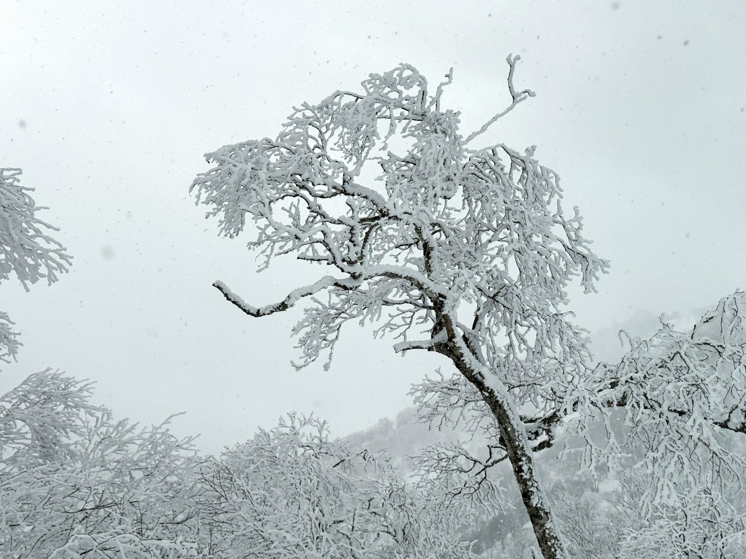 A winter scene featuring snow-covered branches of a tree