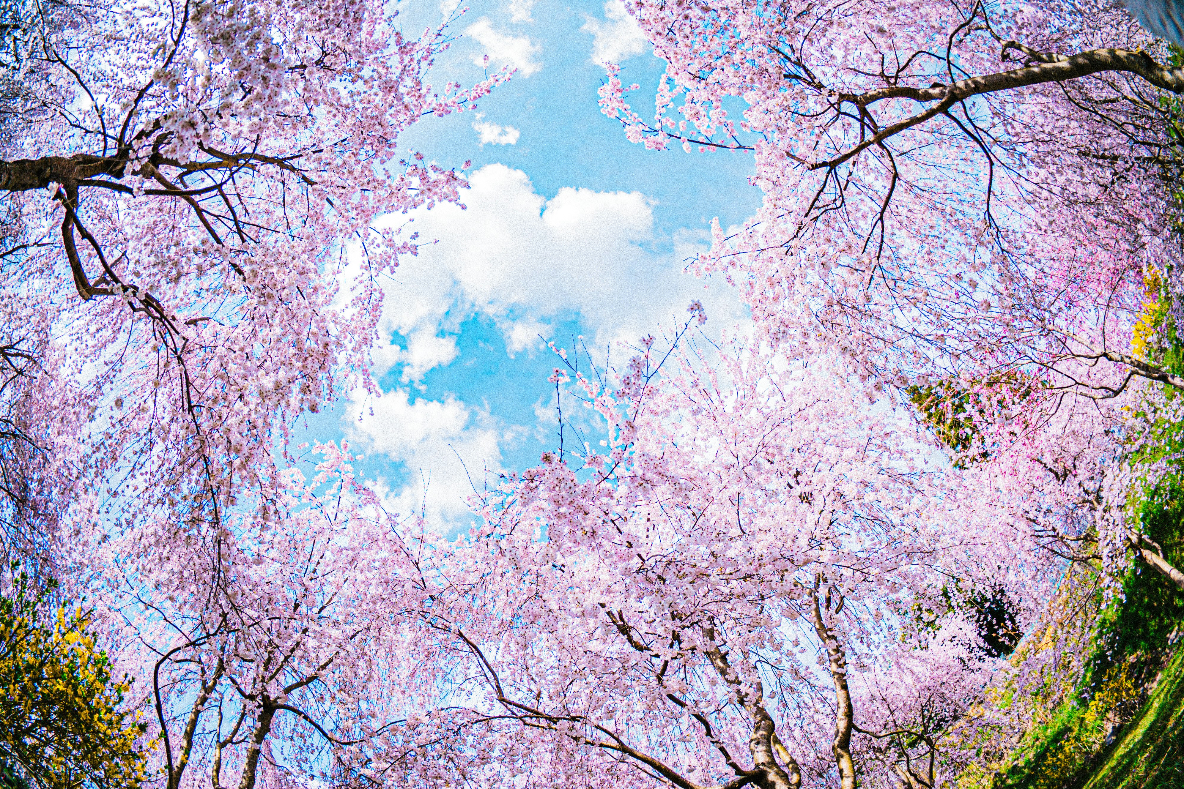 Spring view of blooming cherry blossom branches against the sky