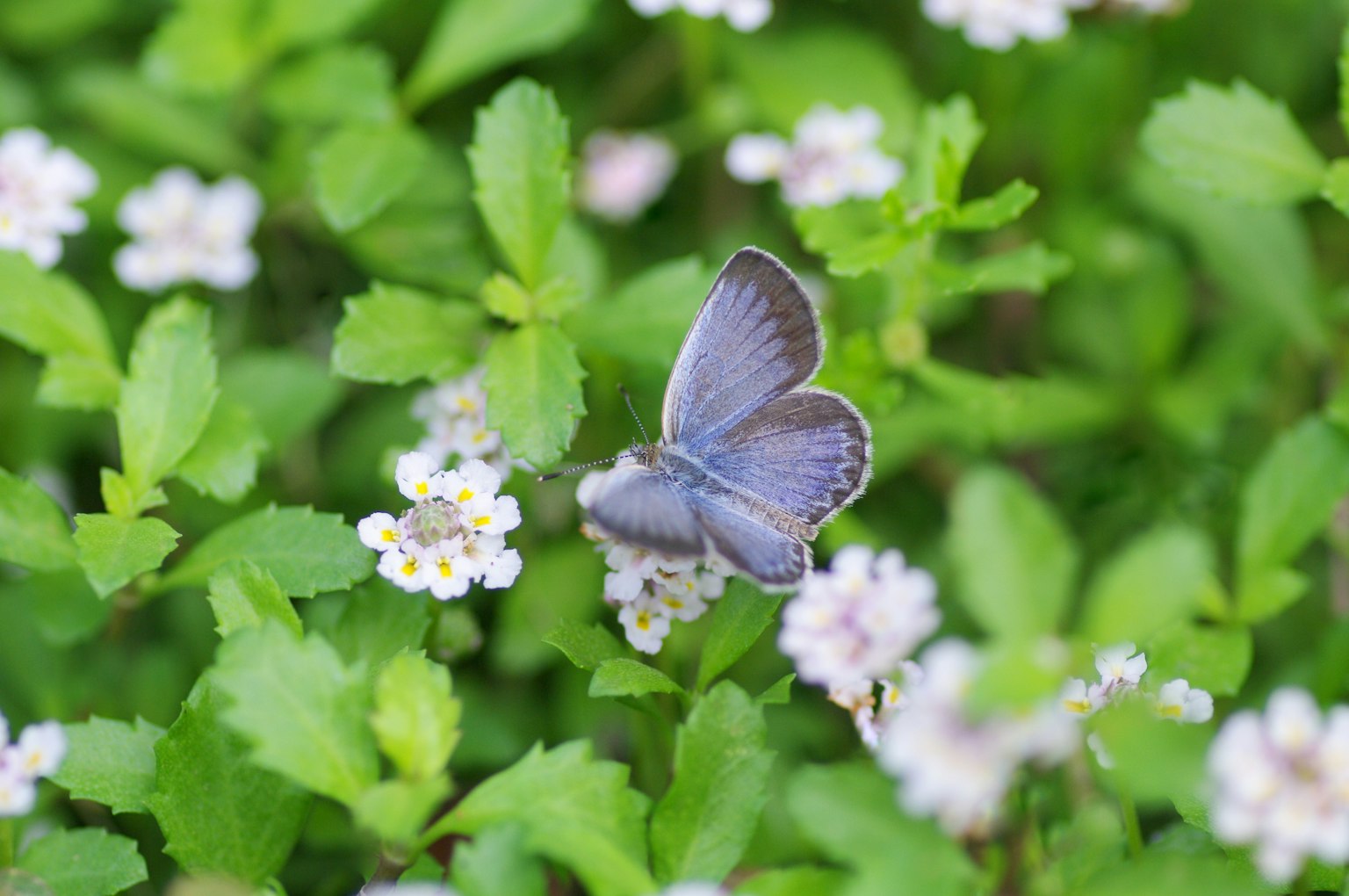 Mariposa azul posada sobre flores blancas entre hojas verdes