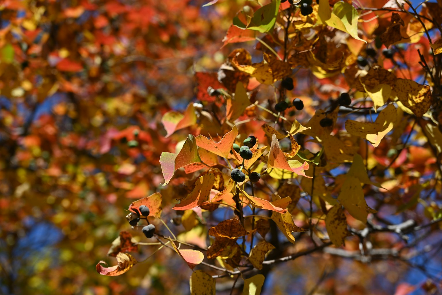 Close-up of branches with vibrant orange and yellow leaves
