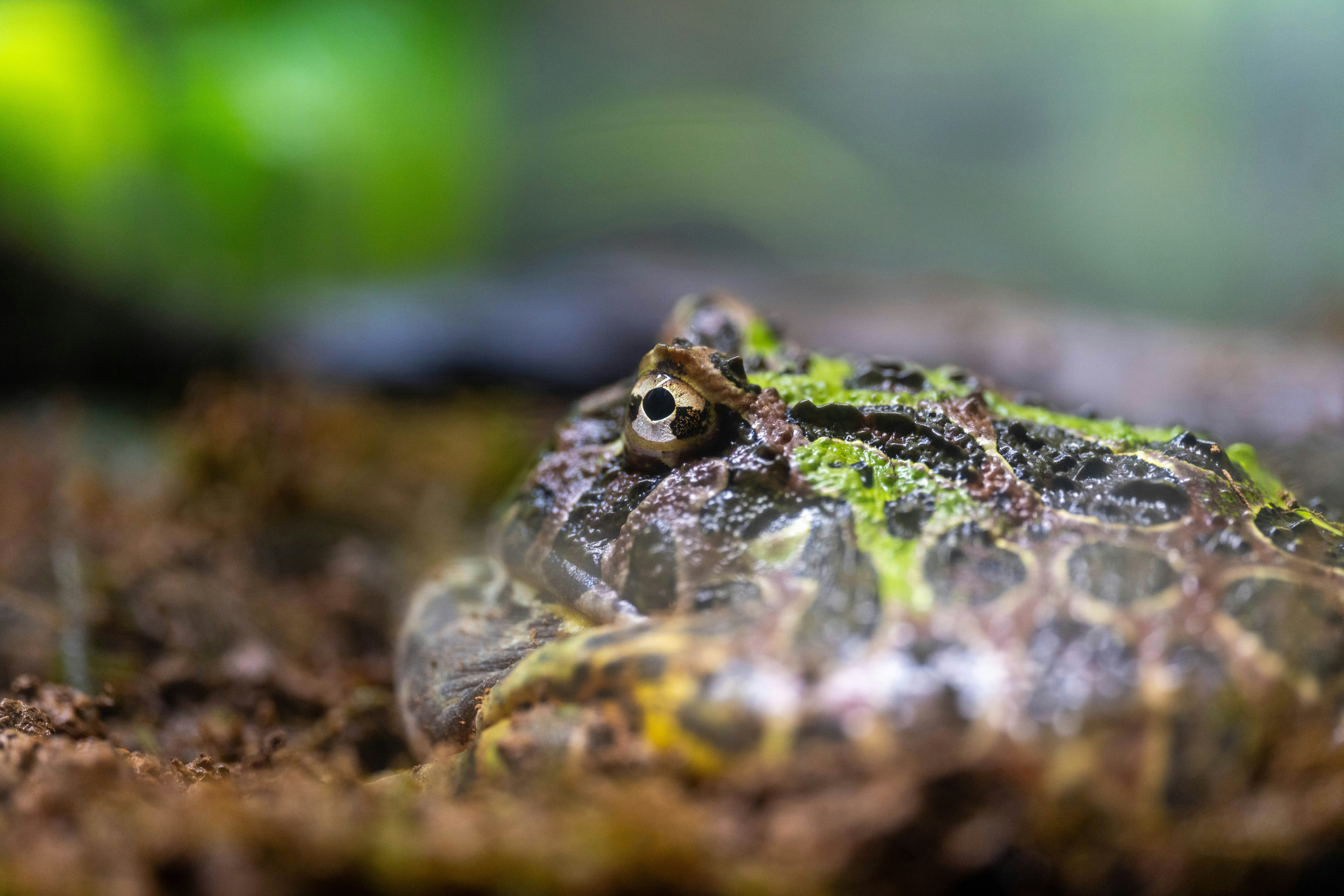 Close-up photo of a frog with green patterns