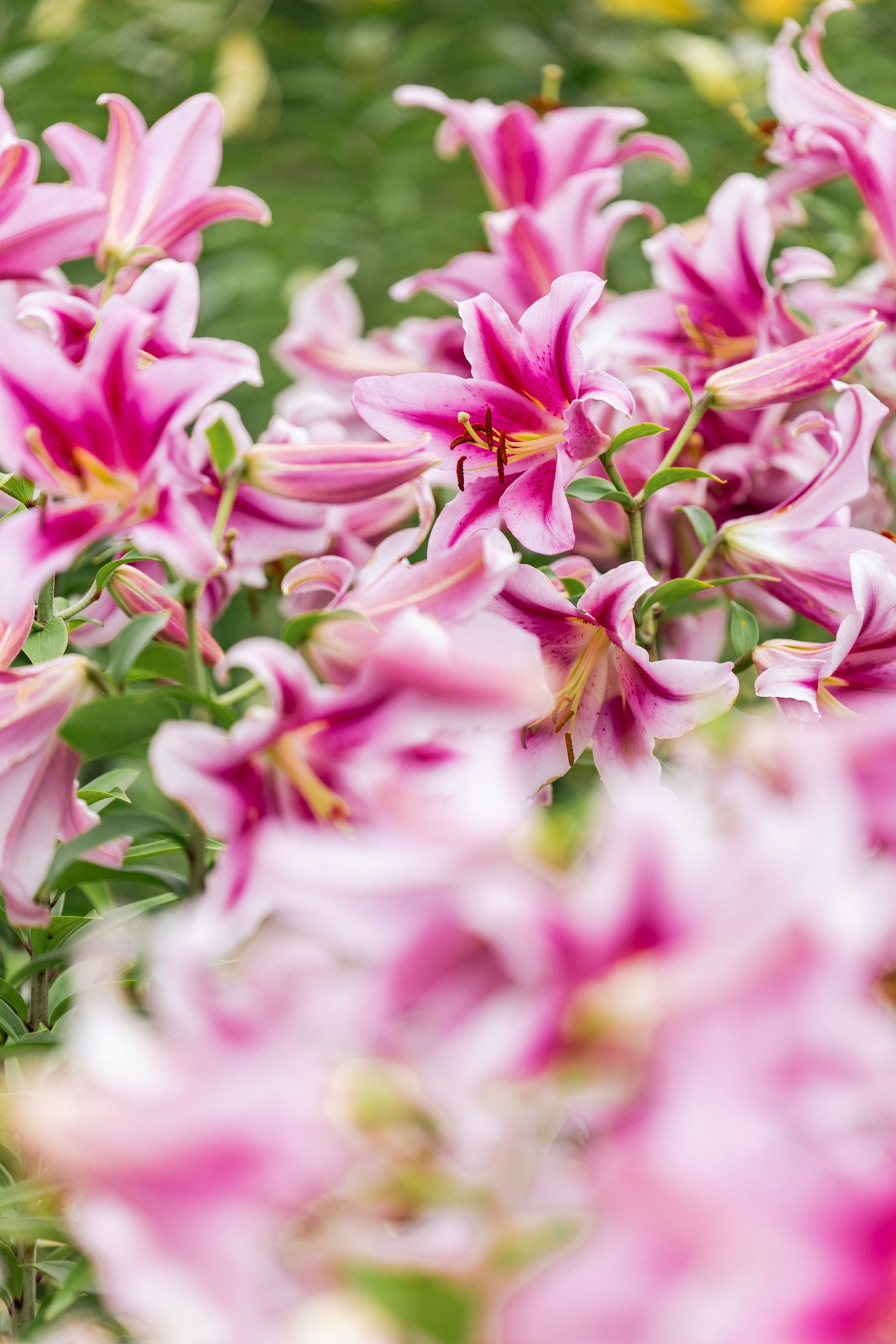ピンクのユリの花のクローズアップ