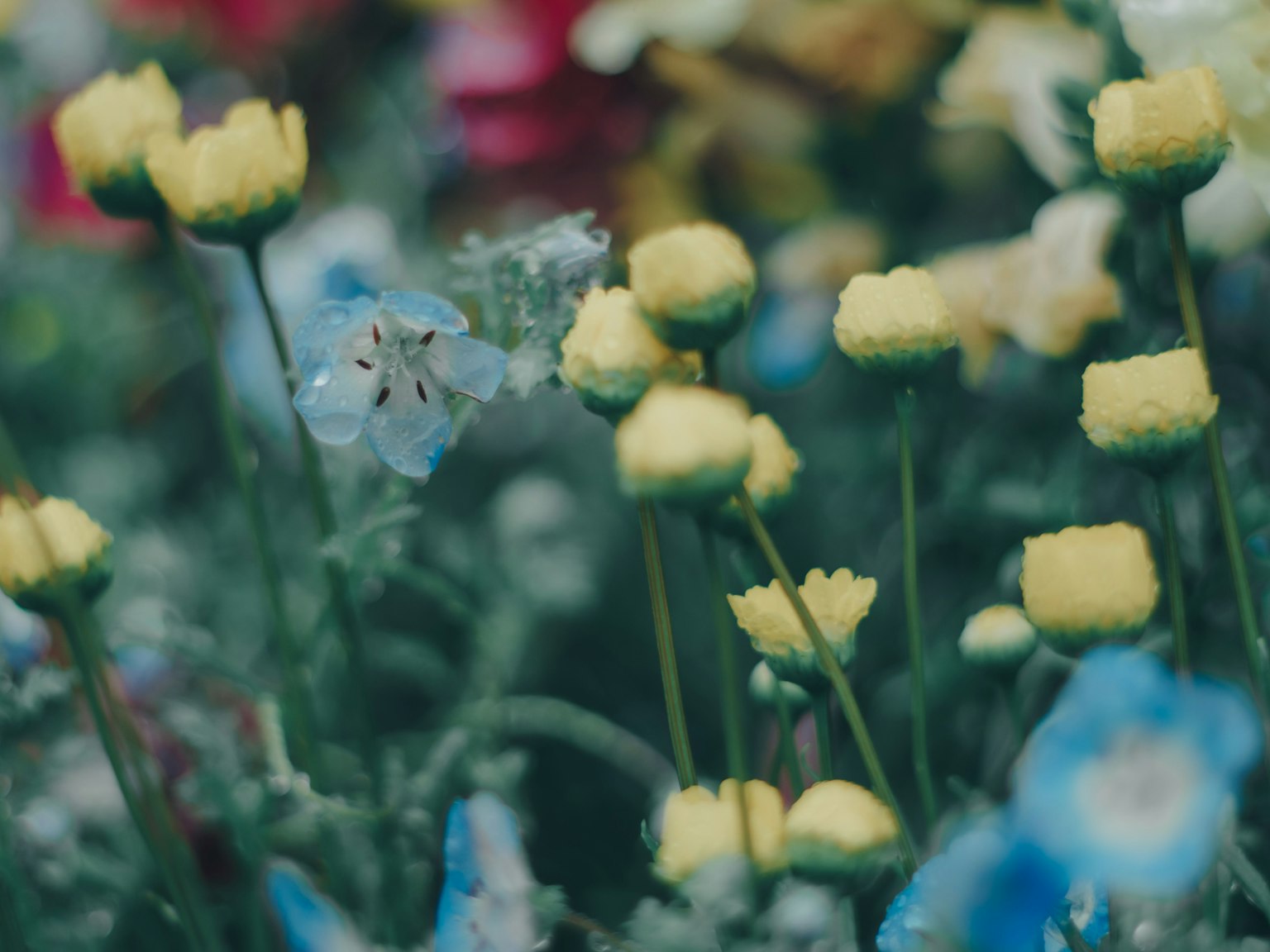 Campo di fiori colorati con fiori gialli e blu