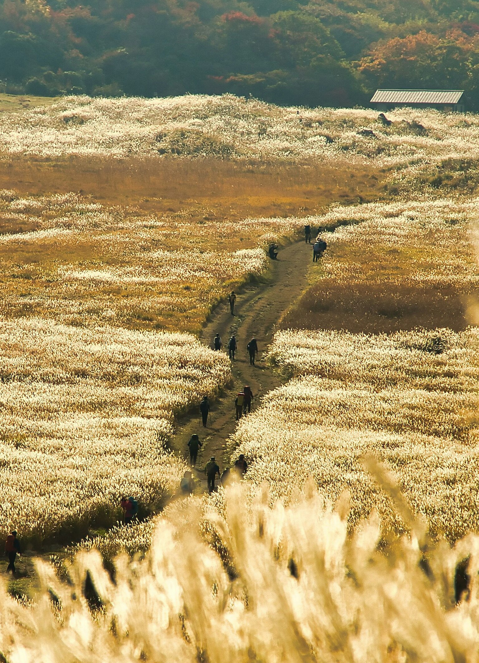 Prairie dorée avec un chemin et des personnes marchant