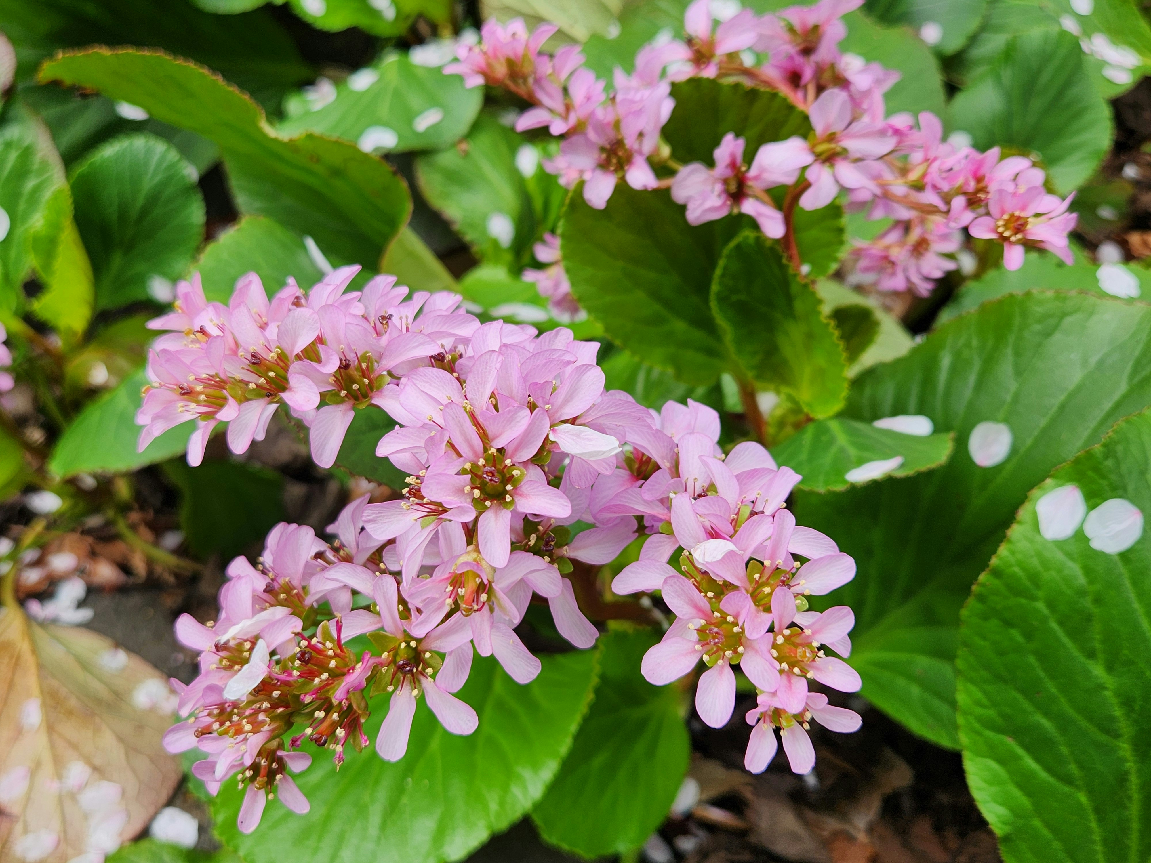 ヒマラヤユキノシタのピンクの花と新緑の葉