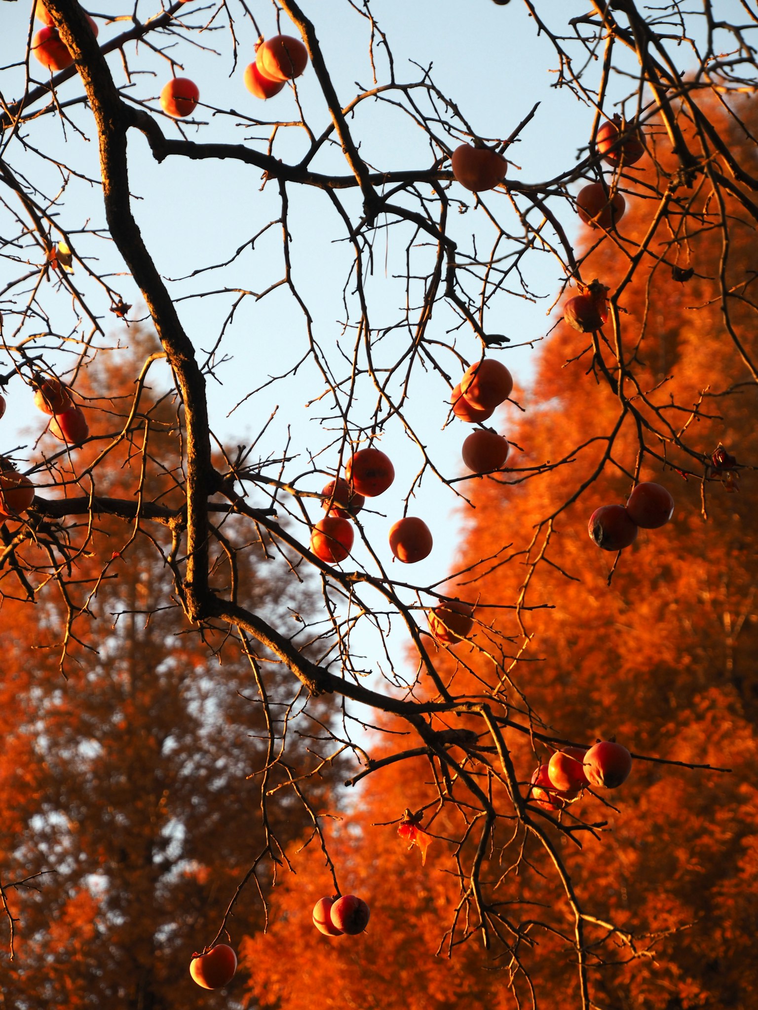 Ramas con frutas de otoño colgantes y follaje naranja