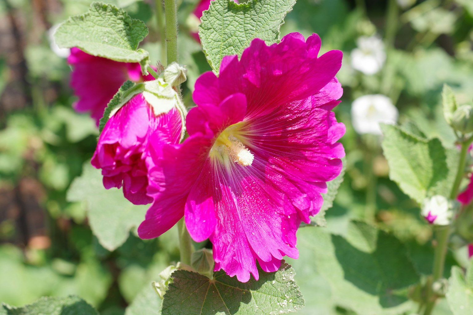 Flor rosa vibrante de malva en plena floración