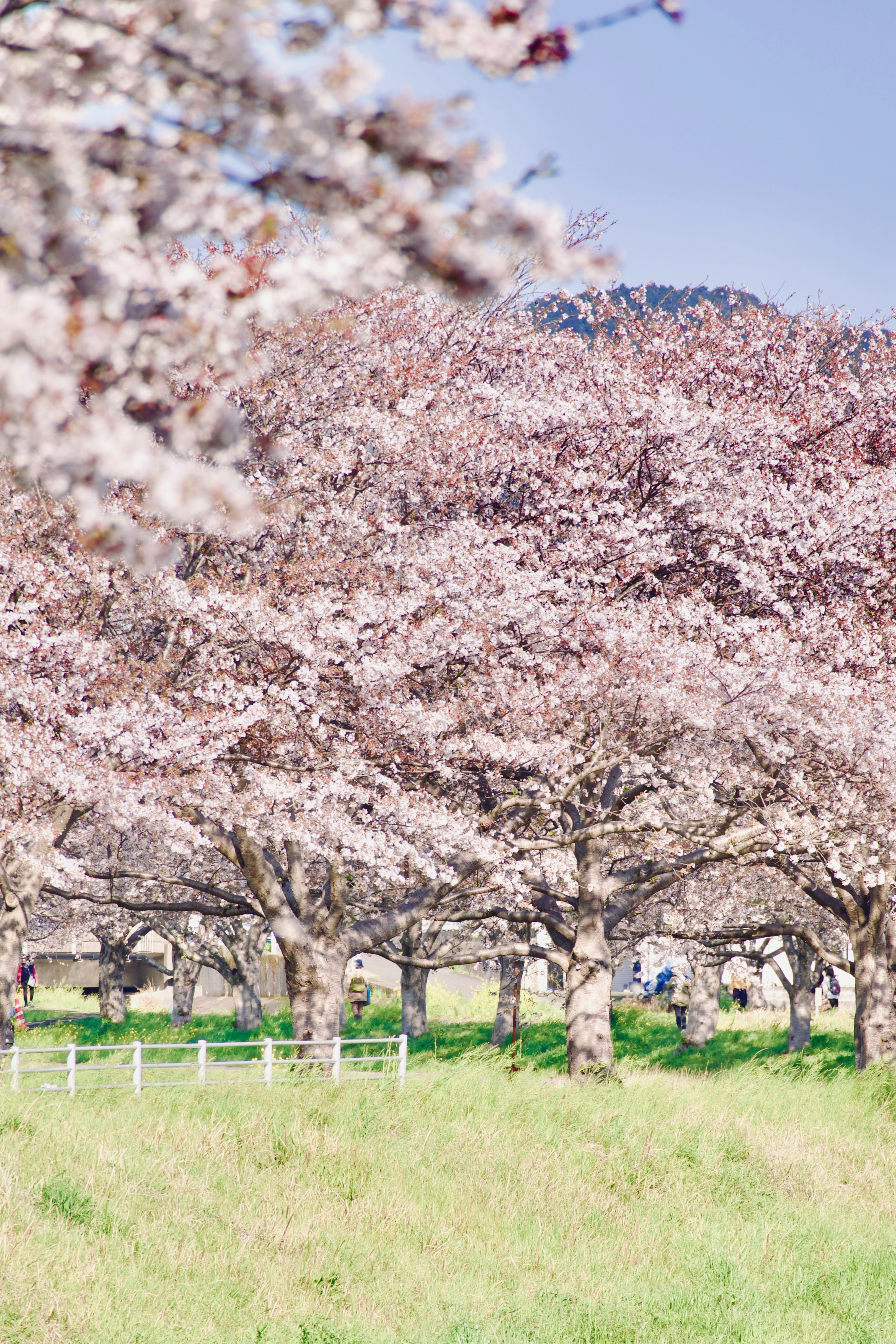 桜並木の下で咲き誇る花の群れ