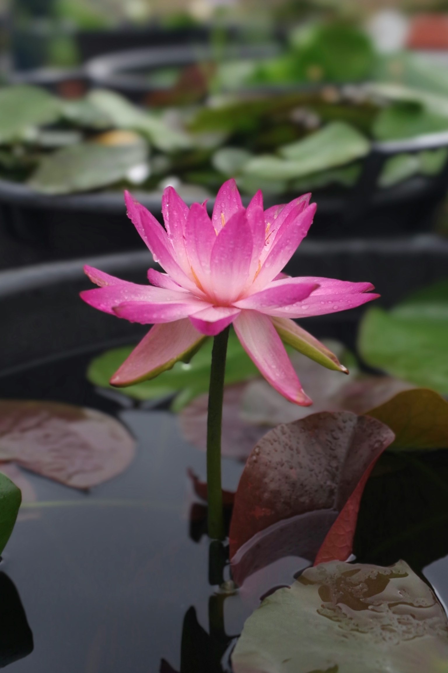 美麗的粉紅色蓮花漂浮在水面上