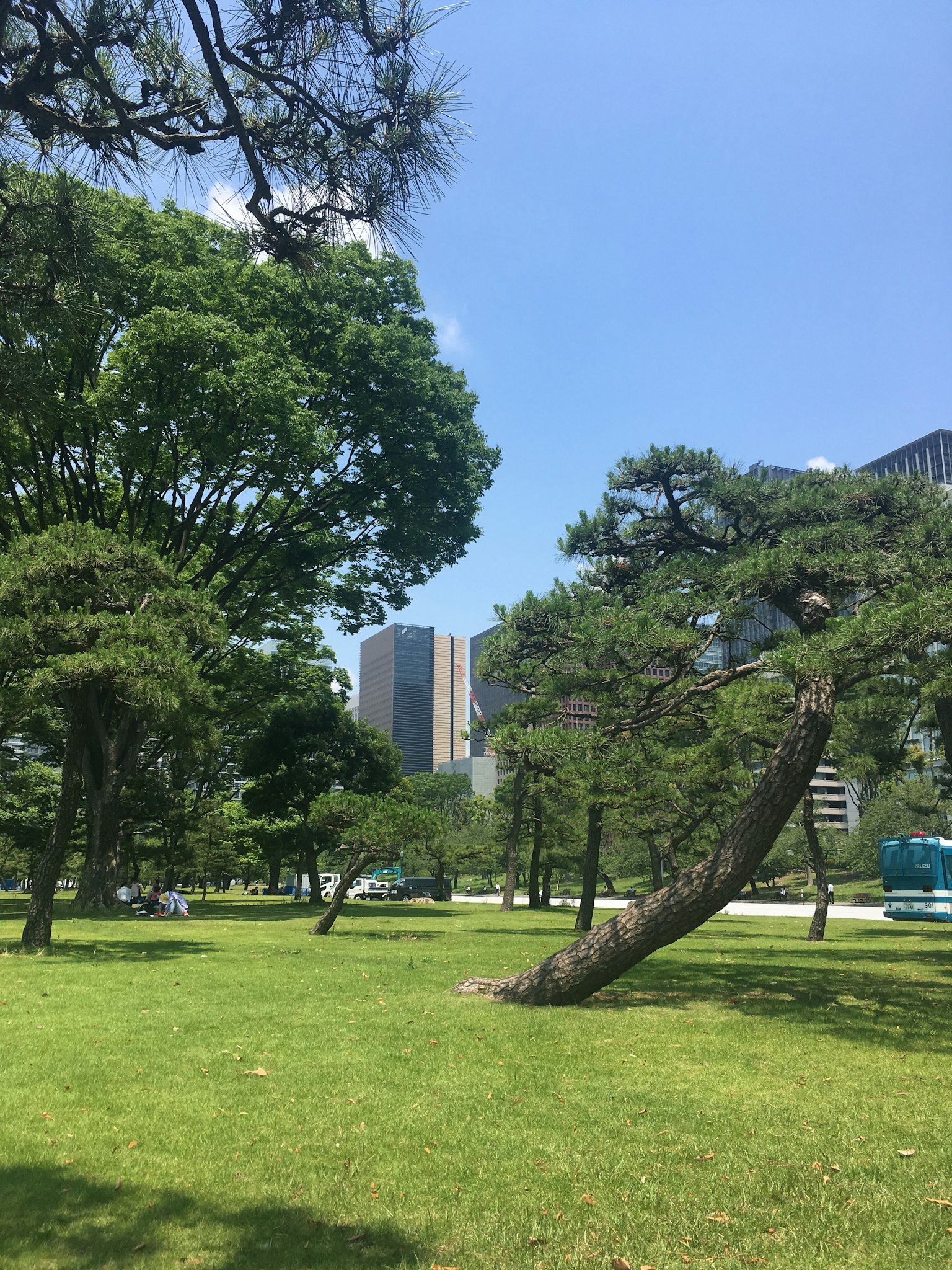 蓝天之下的郁郁葱葱公园景观，背景有树木和摩天大楼