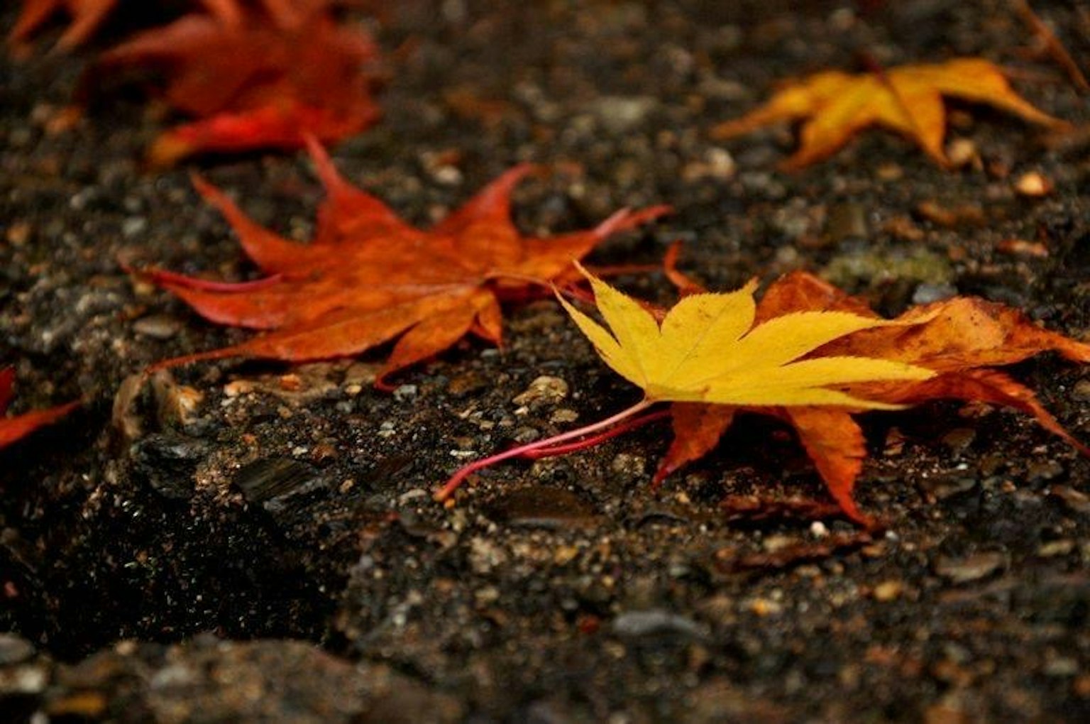 秋天的場景，紅色和黃色的楓葉散落在地面上