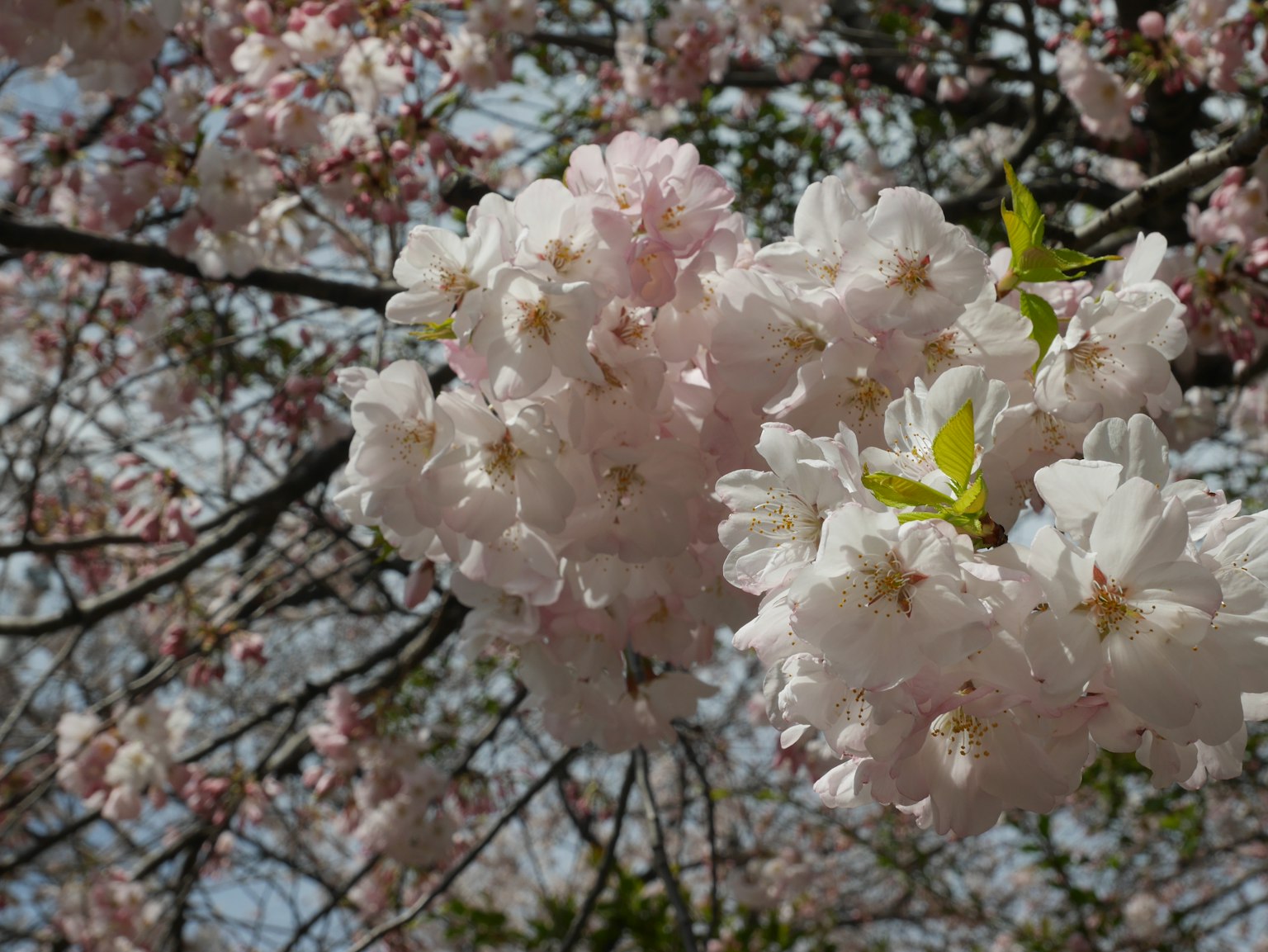 Gros plan sur des fleurs de cerisier en fleurs sur une branche