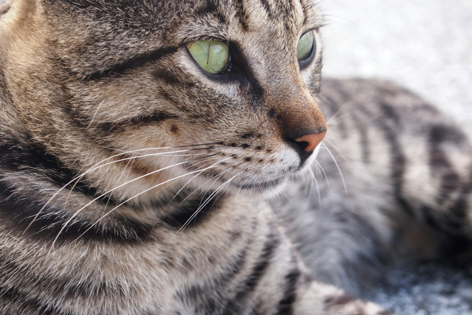 特写的虎斑猫，拥有引人注目的绿色眼睛