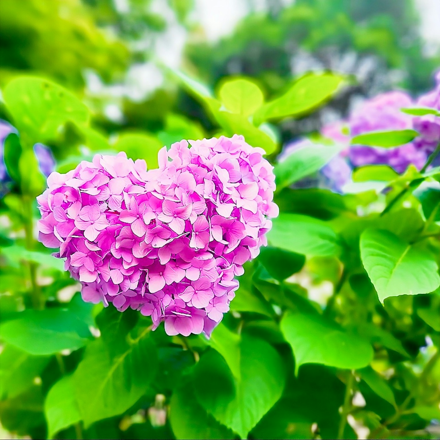 Herzförmige rosa Hortensie umgeben von grünen Blättern