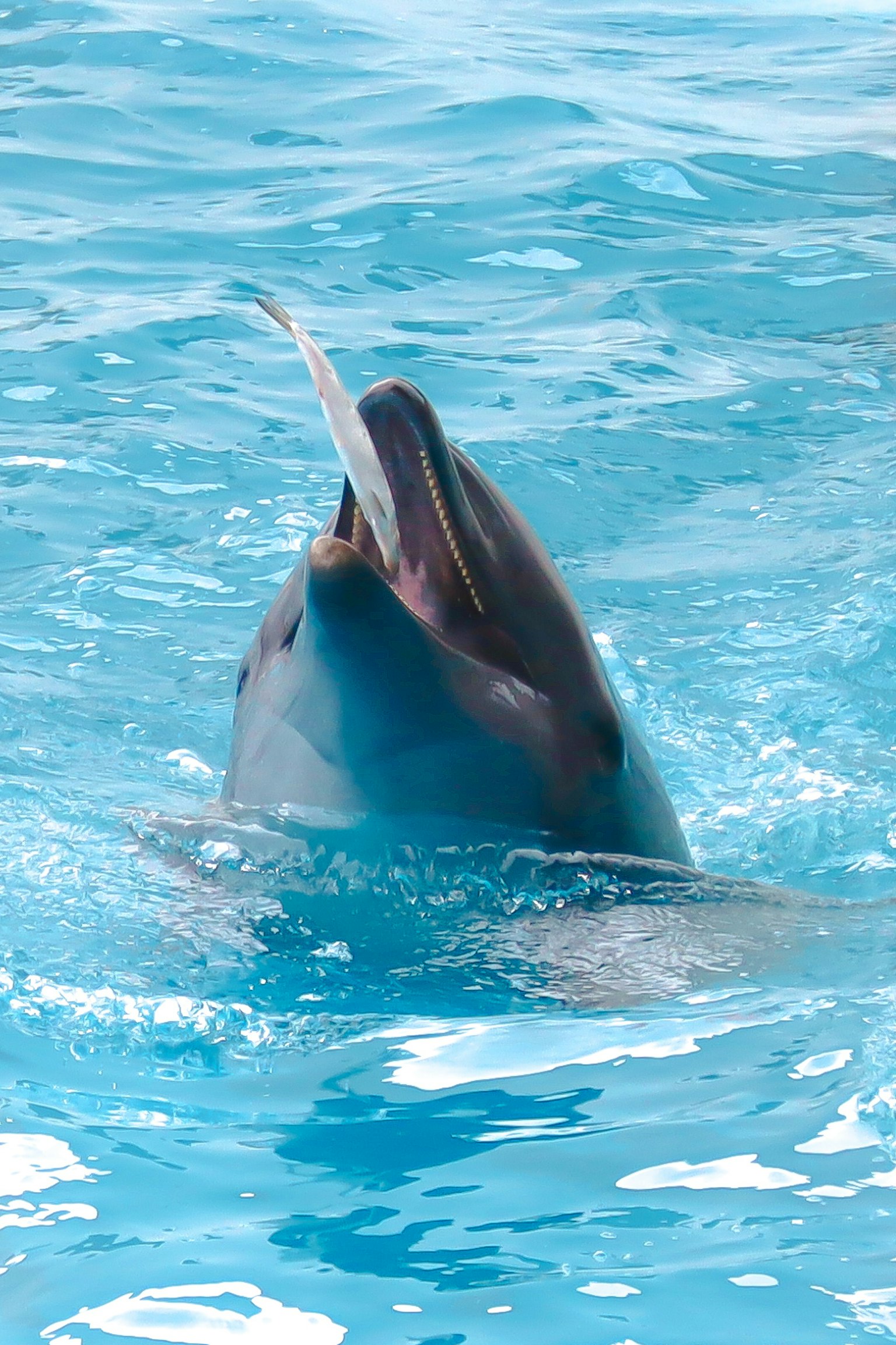 파란 물속에서 물고기를 물고 있는 돌고래