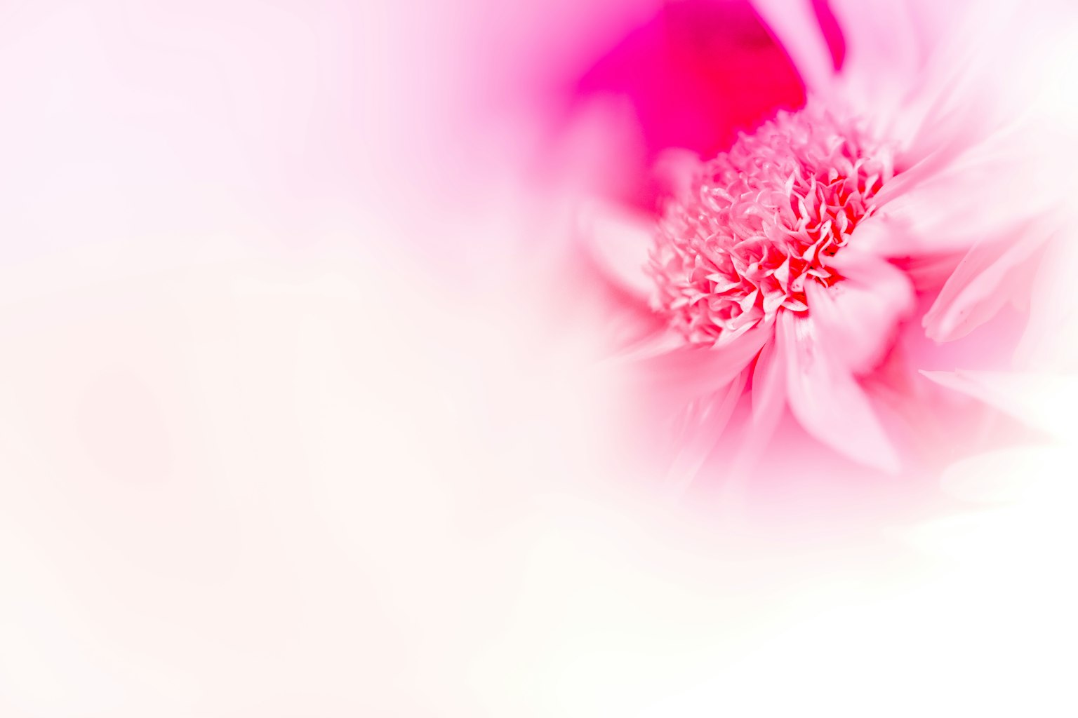Image en gros plan d'une fleur rose pâle avec des pétales et un centre flous