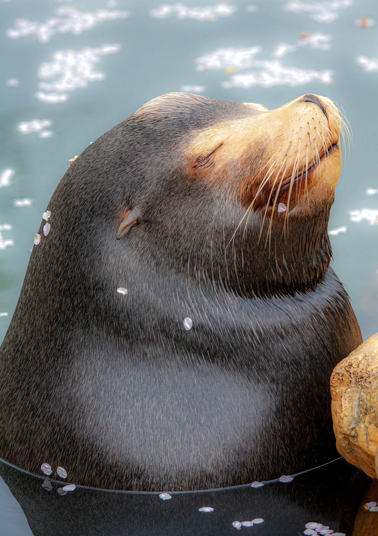 A sea lion's face emerging from the water with a serene expression