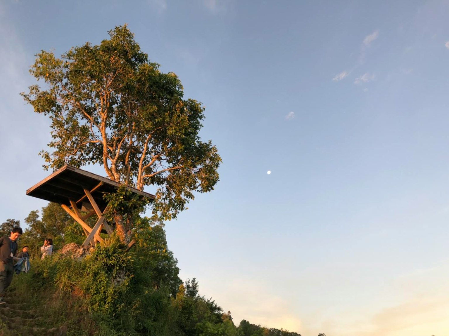 Un albero e una torre panoramica su una collina lussureggiante con cielo blu e luna visibile