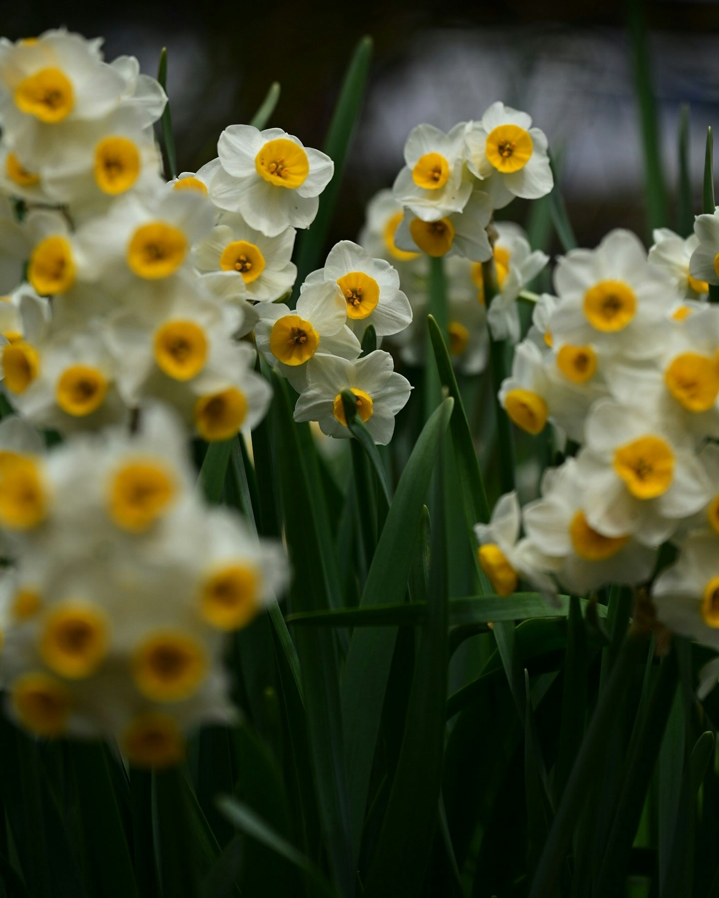 close-up bunga daffodil putih dengan pusat kuning yang sedang mekar