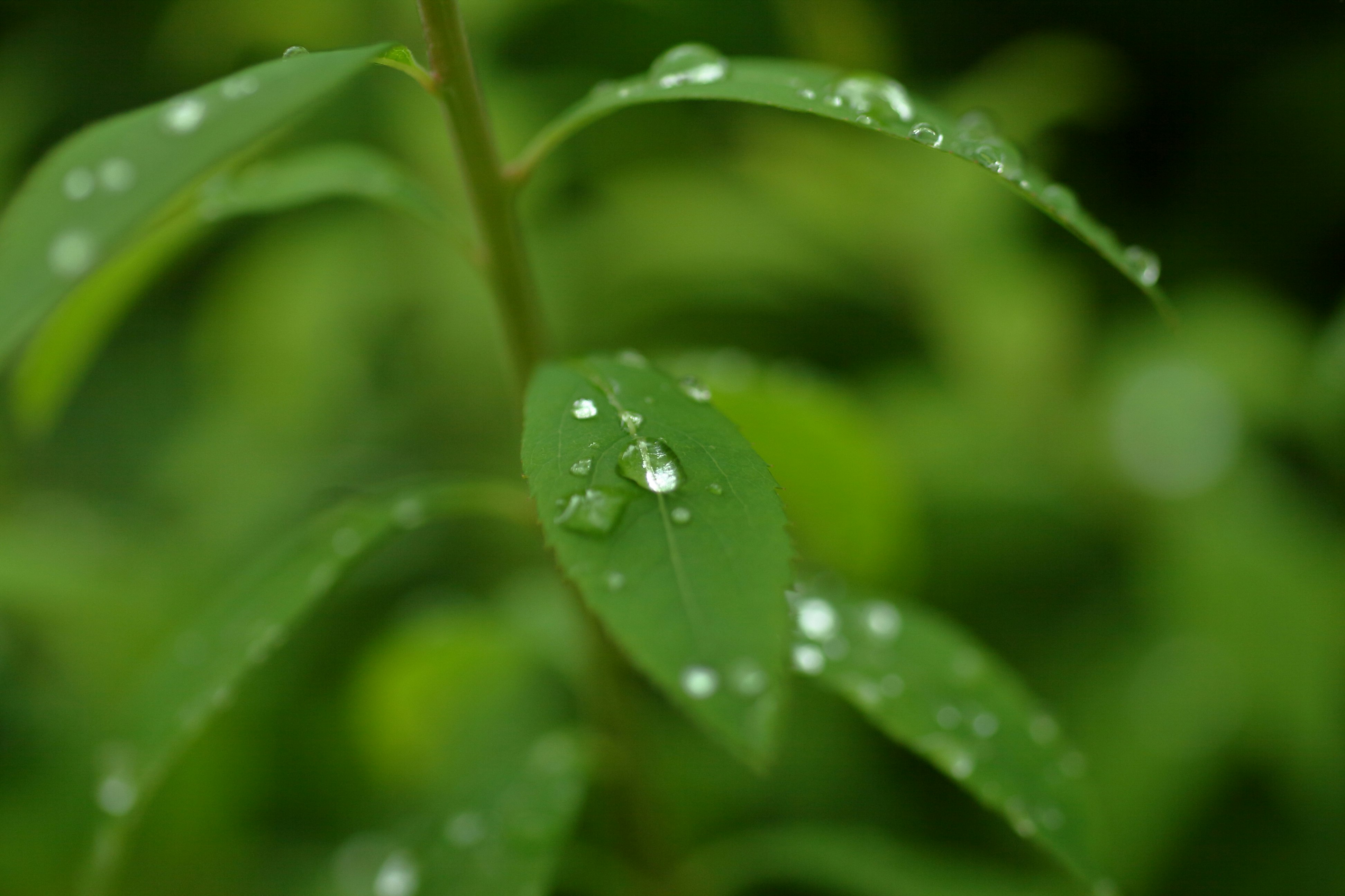 雨粒のついた緑の葉のクローズアップ