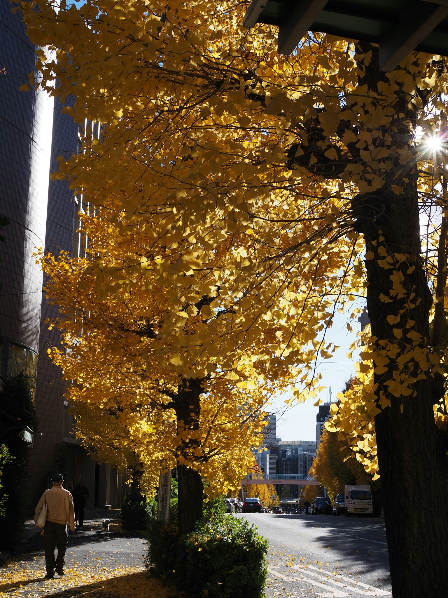 Street view with vibrant yellow autumn leaves
