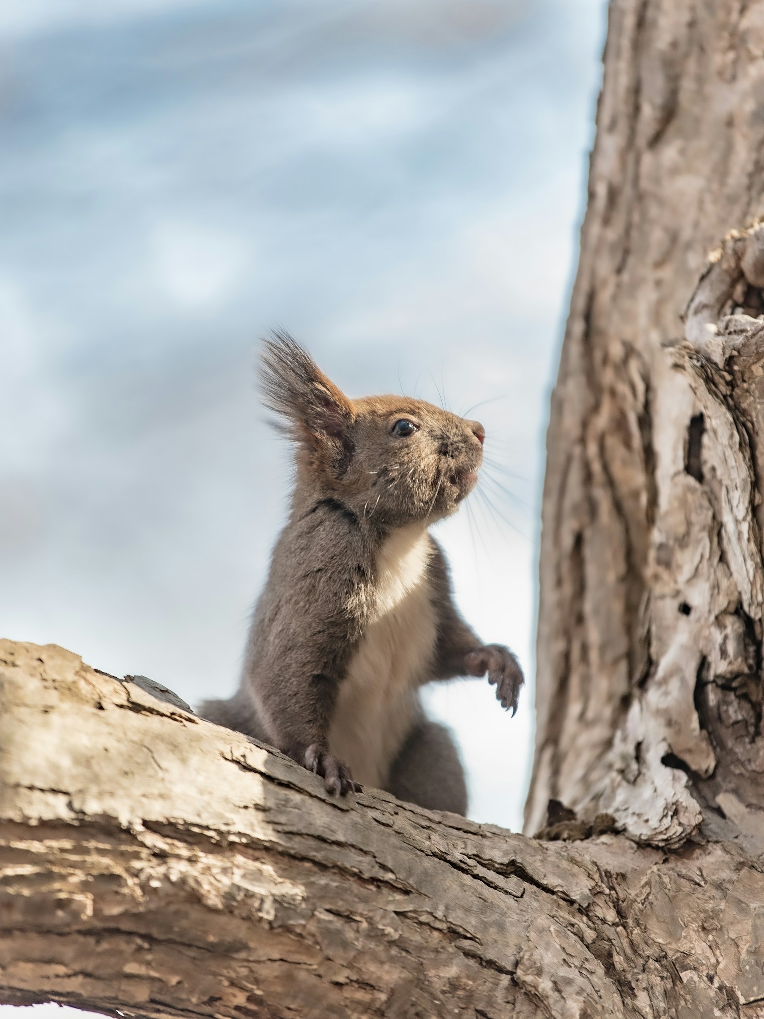 Profil d'un écureuil assis sur une branche d'arbre avec un pelage doux
