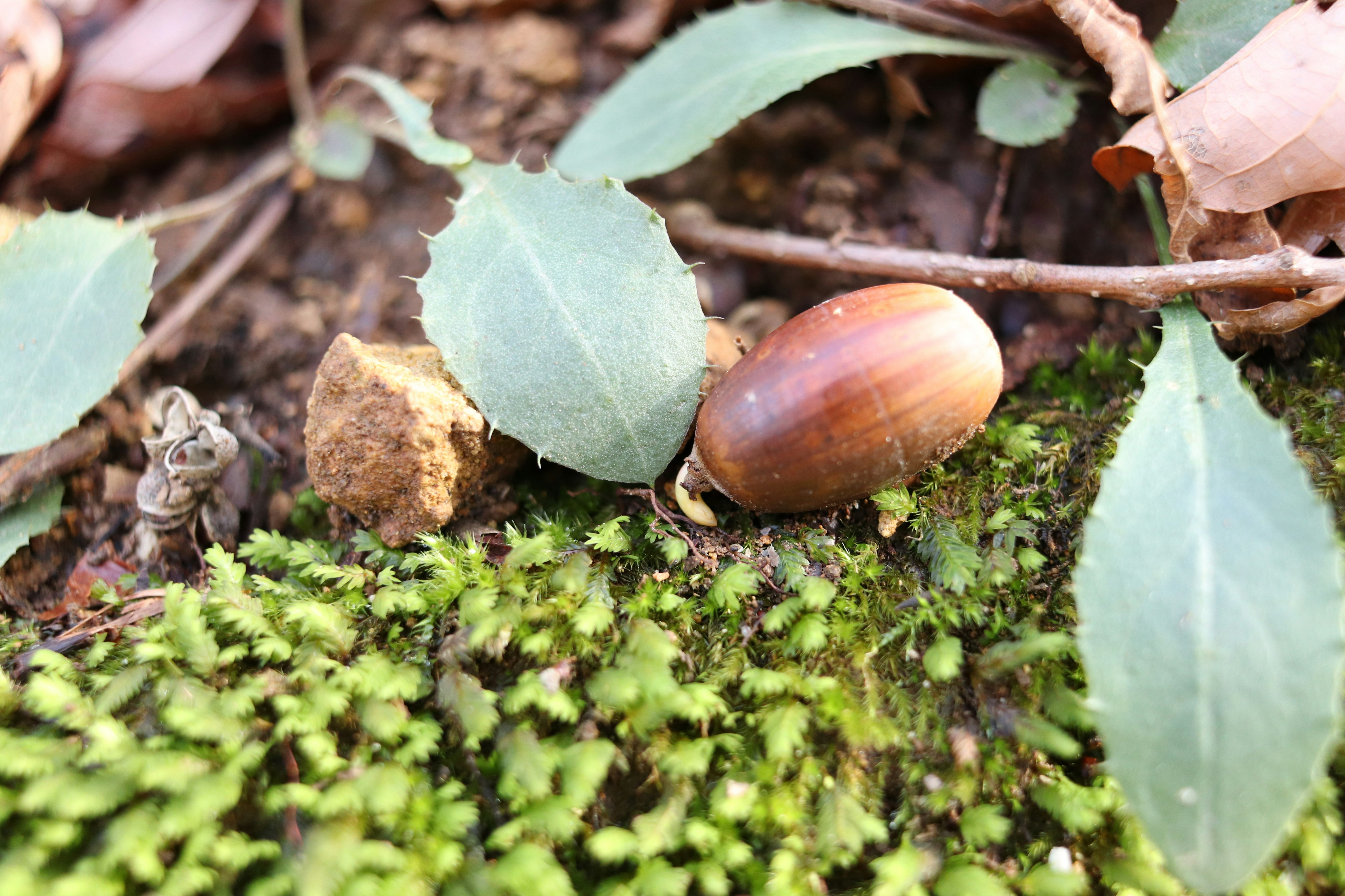 苔の上に落ちたどんぐりと葉