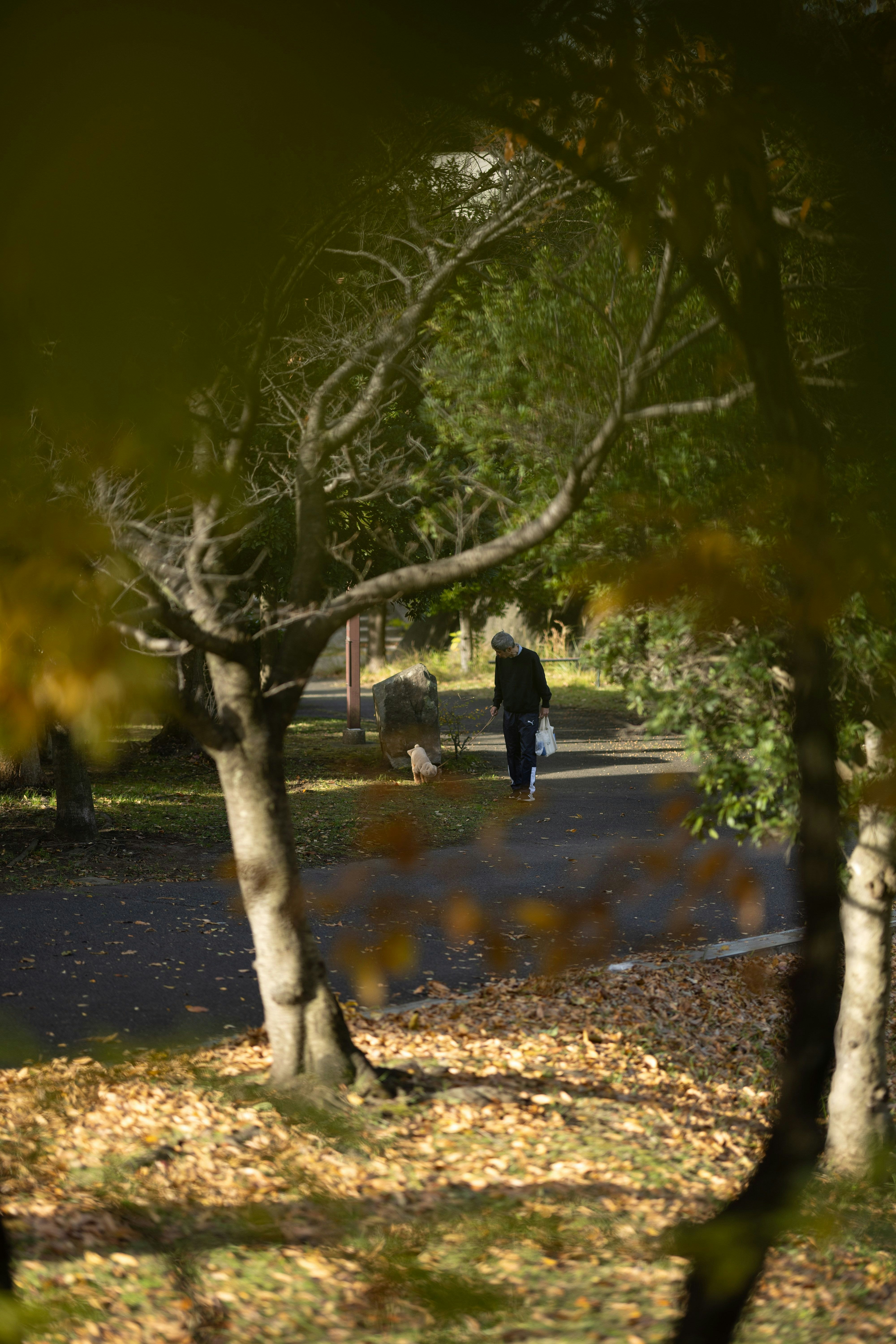 木々の並ぶ並木道を歩く人のある秋の公園