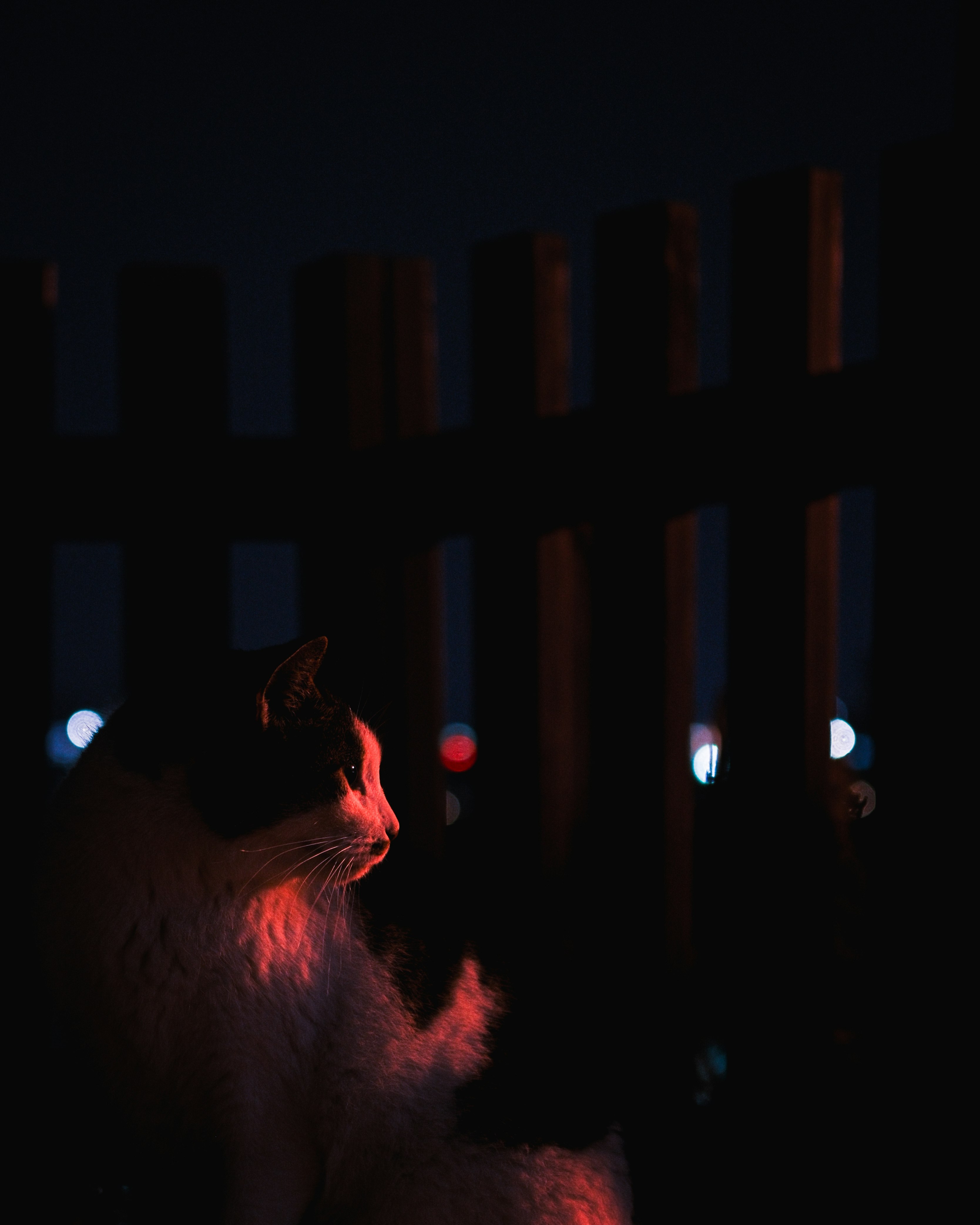 夜の街灯の下で見上げる猫