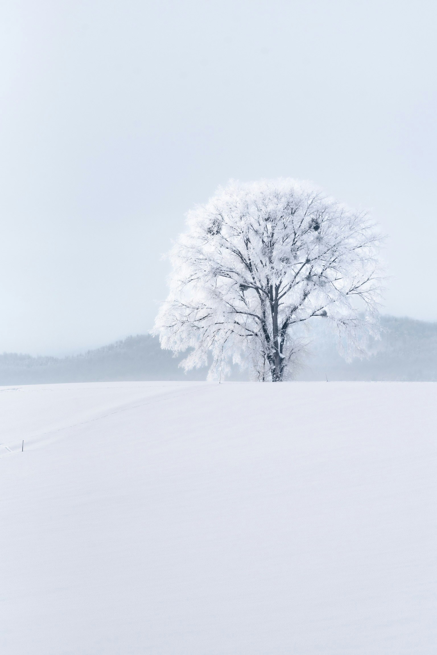 Árbol cubierto de nieve en un paisaje blanco