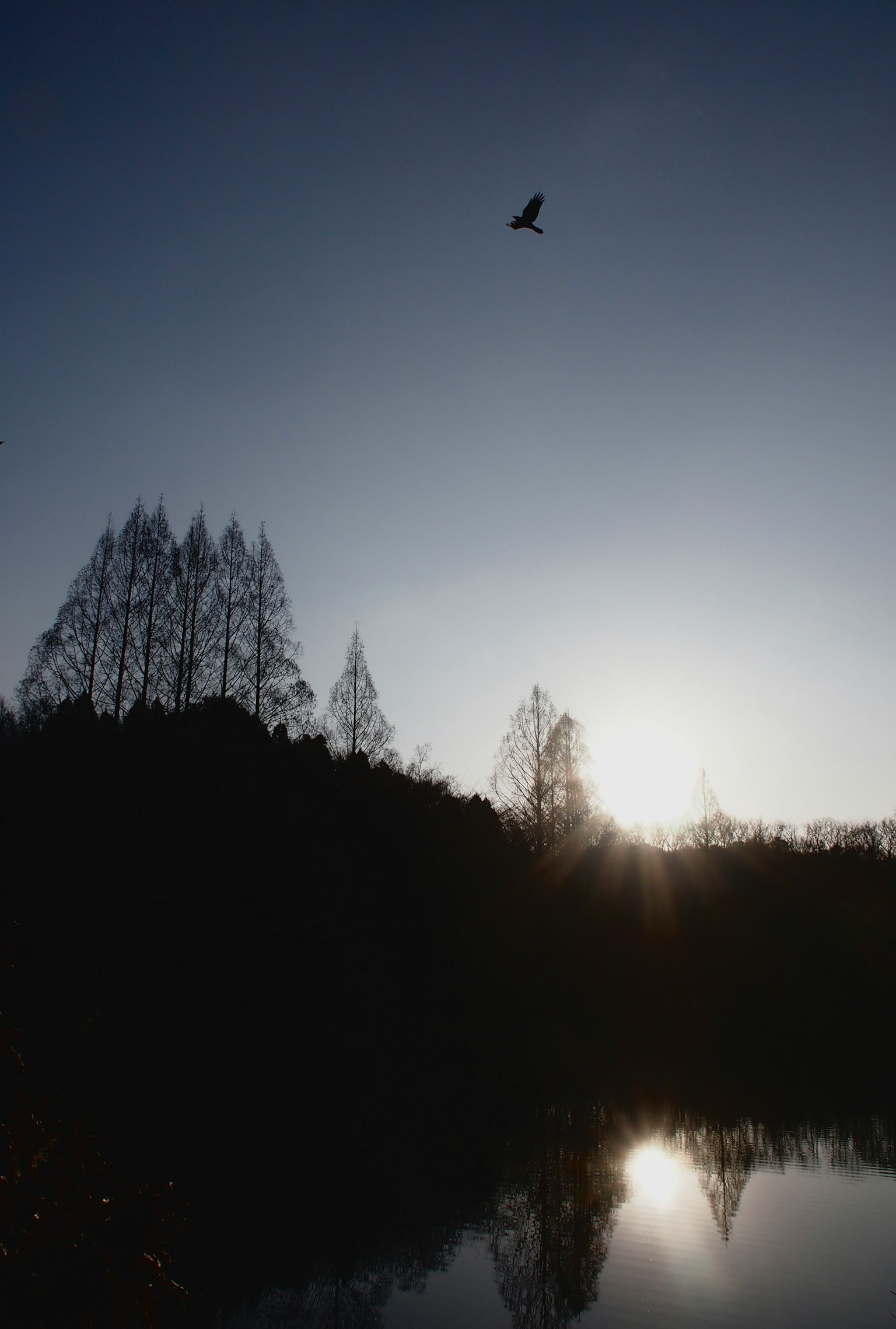 Tramonto su un lago con alberi in silhouette e un uccello in volo