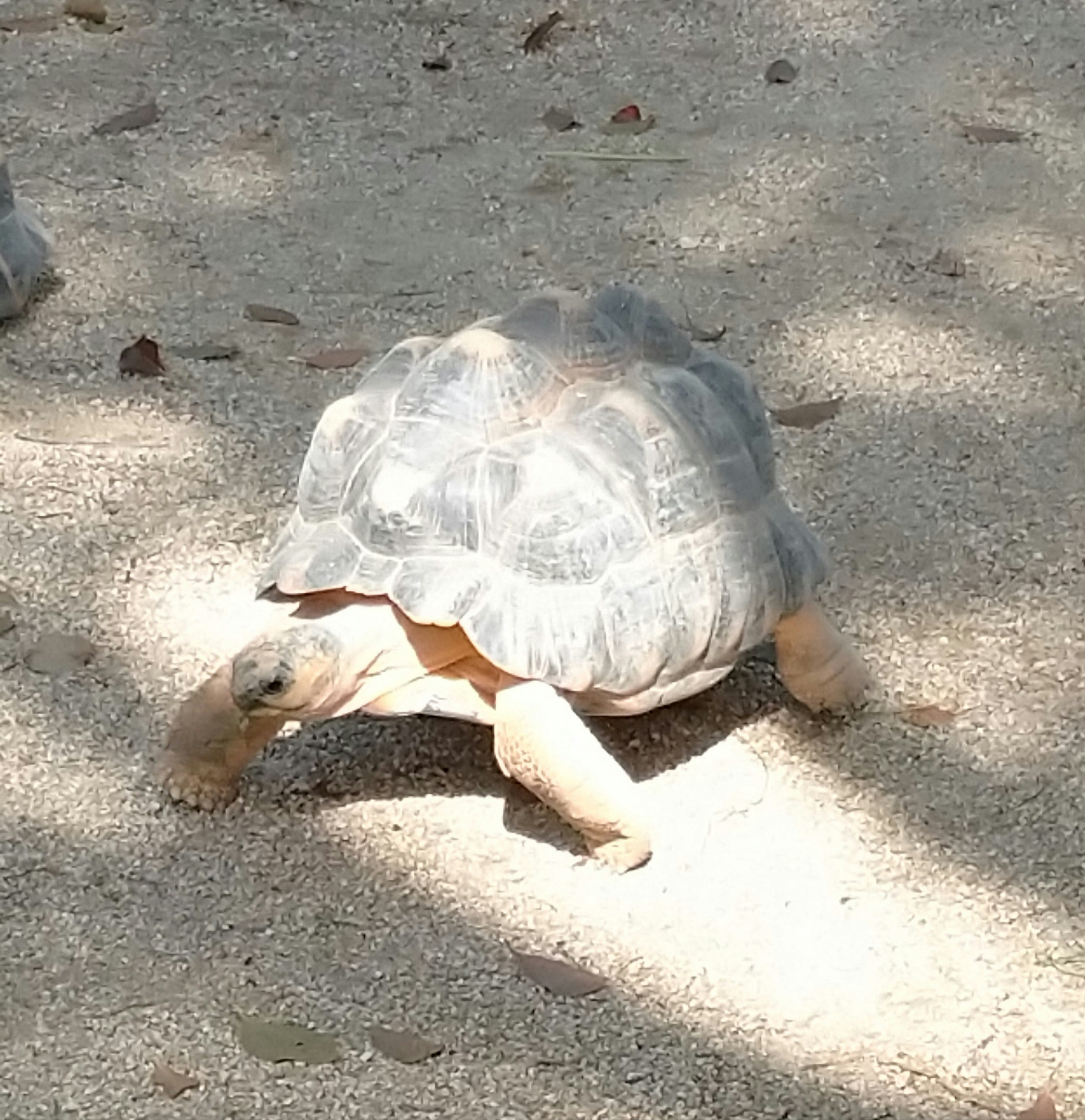 道路上で甲羅を見せているカメ